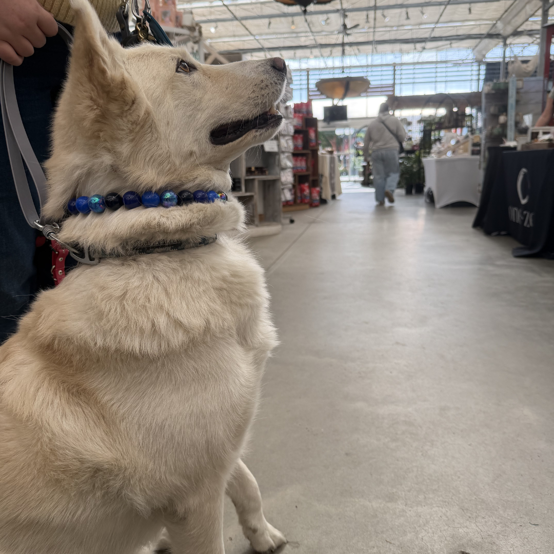 White Huskey Dog sitting on pavement with The indigo blue beaded pet collar featuring alternating royal blue, dark blue and navy blue solid beads mixed with blue crackle beads in 20mm on  aircraft grade stainless steel wire