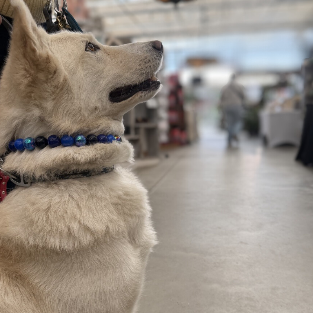 Dog with a blue collar in an indoor setting, possibly a store.