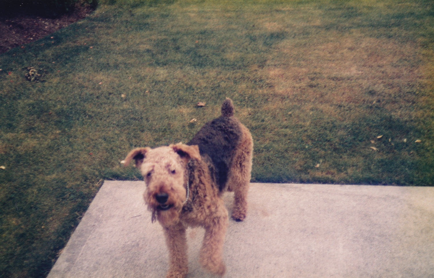 Two dogs standing on a grassy area next to a concrete wall.