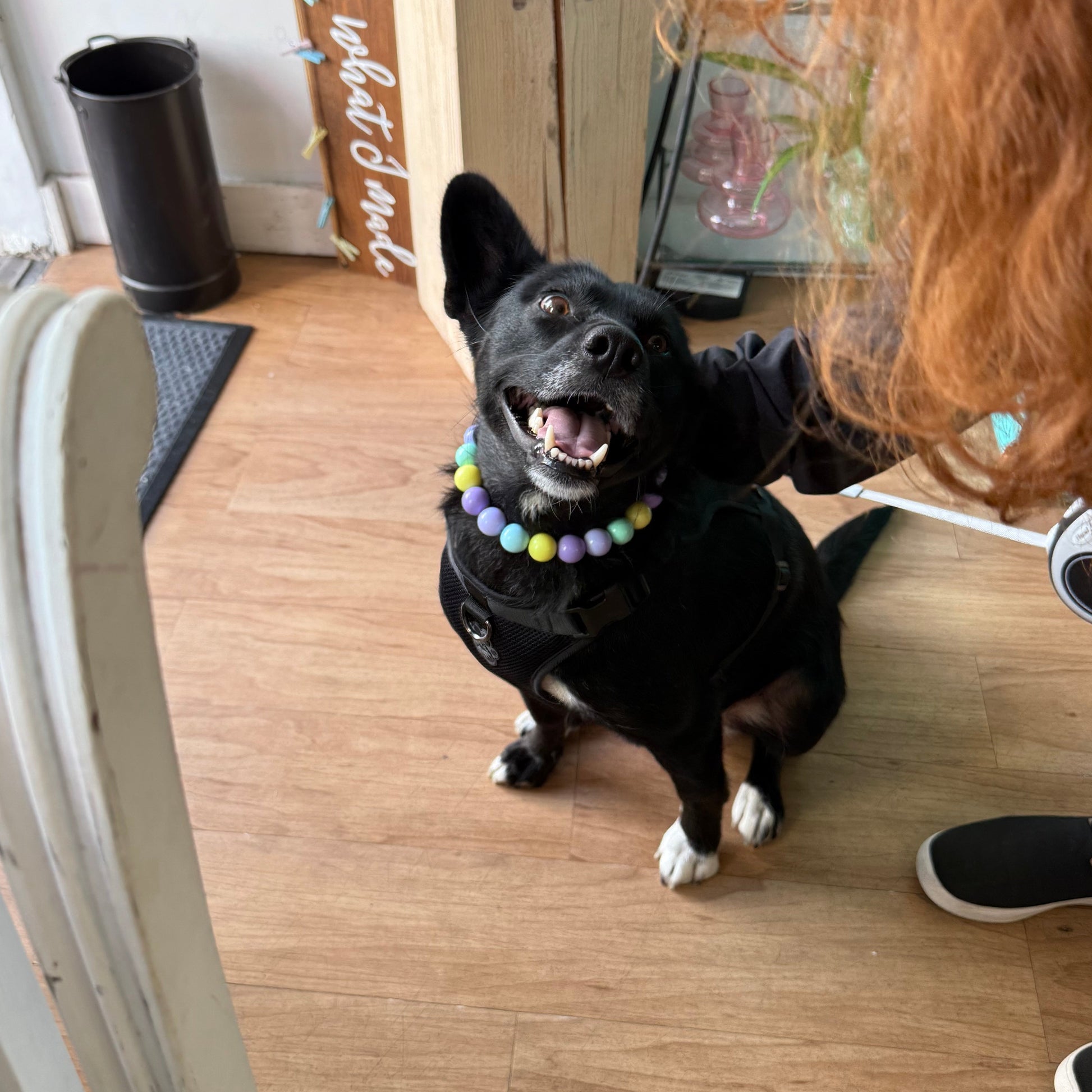 Black dog on a wooden floor with Julia beaded pet Collar crafted on aircraft grade stainless steel wire featuring pastel purple, yellow, blue and green acrylic solid beads. 