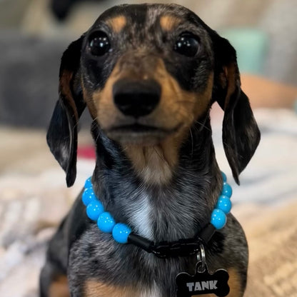 Dachshund wearing a blue collar with a name tag on a blurred background