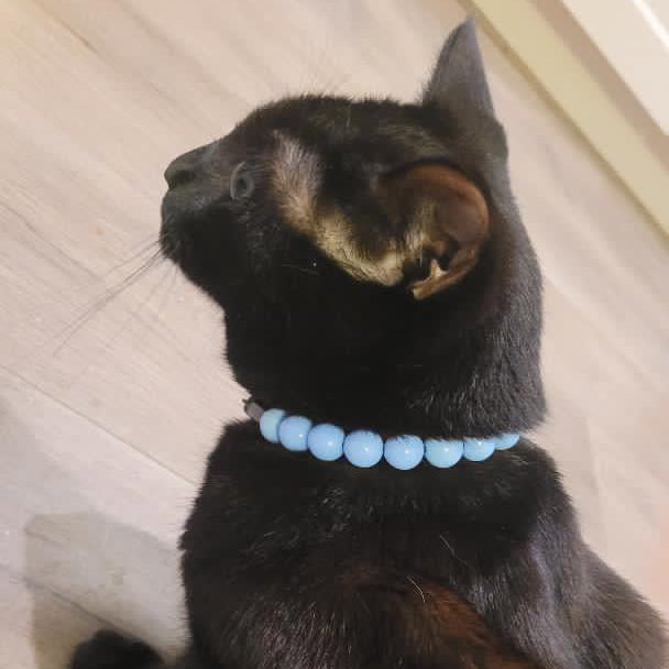 Cat wearing a blue beaded collar on a light wooden floor