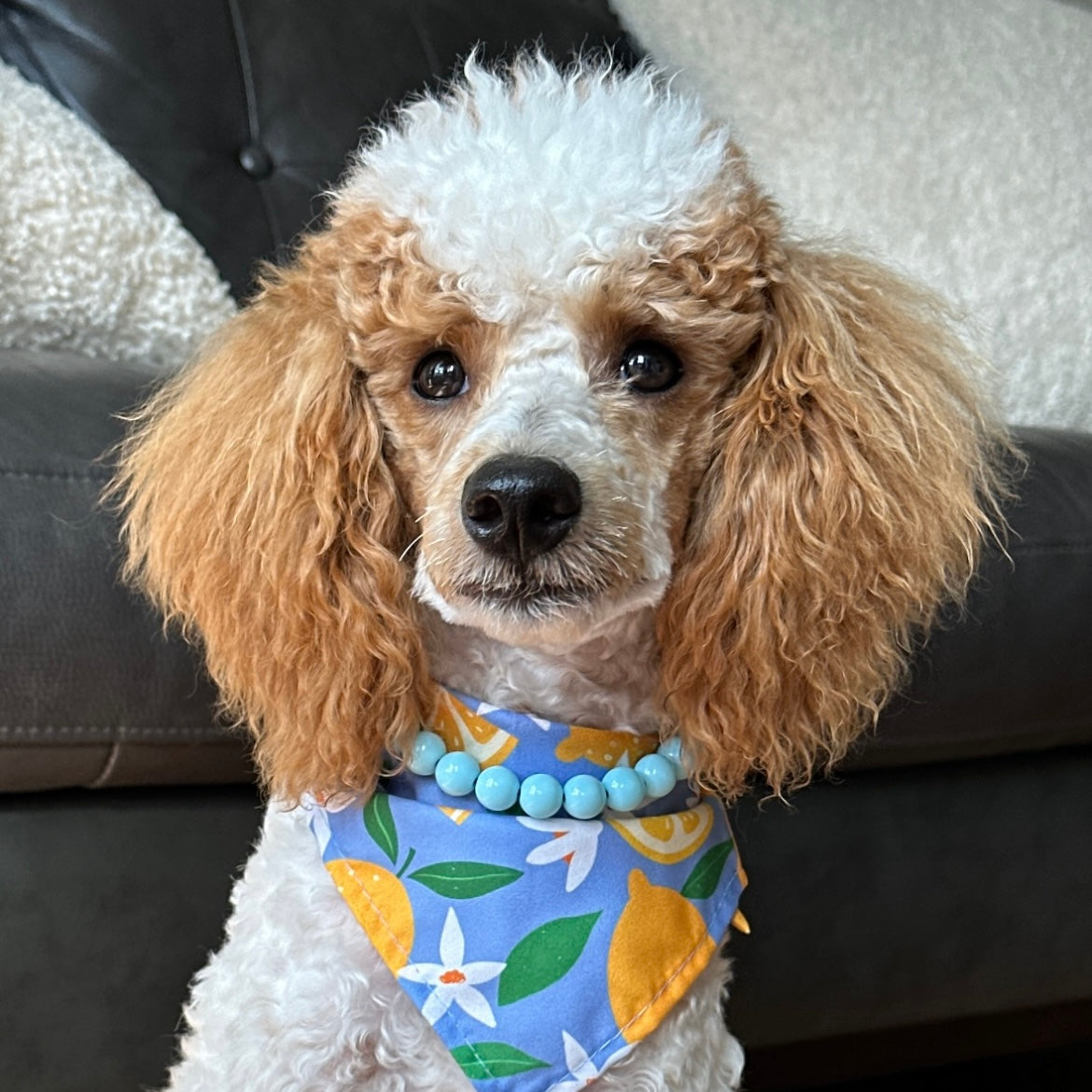 Poodle wearing a colorful bandana and blue bead necklace sitting on a couch.