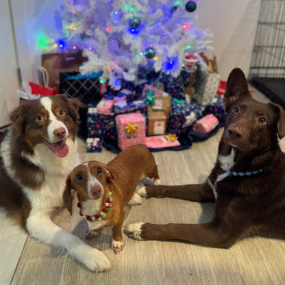 Three dogs sitting in front of a decorated Christmas tree with presents underneath. POPNCO Acrylic Beads, beaded collar, Beaded dog collar, Breathable dog collar, Breathable dog collars, cat collar, Collar for sensitive skin dogs, Comfortable Dog Collar, dog collar, Durable dog collar, Easy to clean dog collar, fashion collar, handmade, Pet accessories, pet collar, popnco, Popnco dog collar, slip on collar, Slip on dog collar, Stylish dog collar