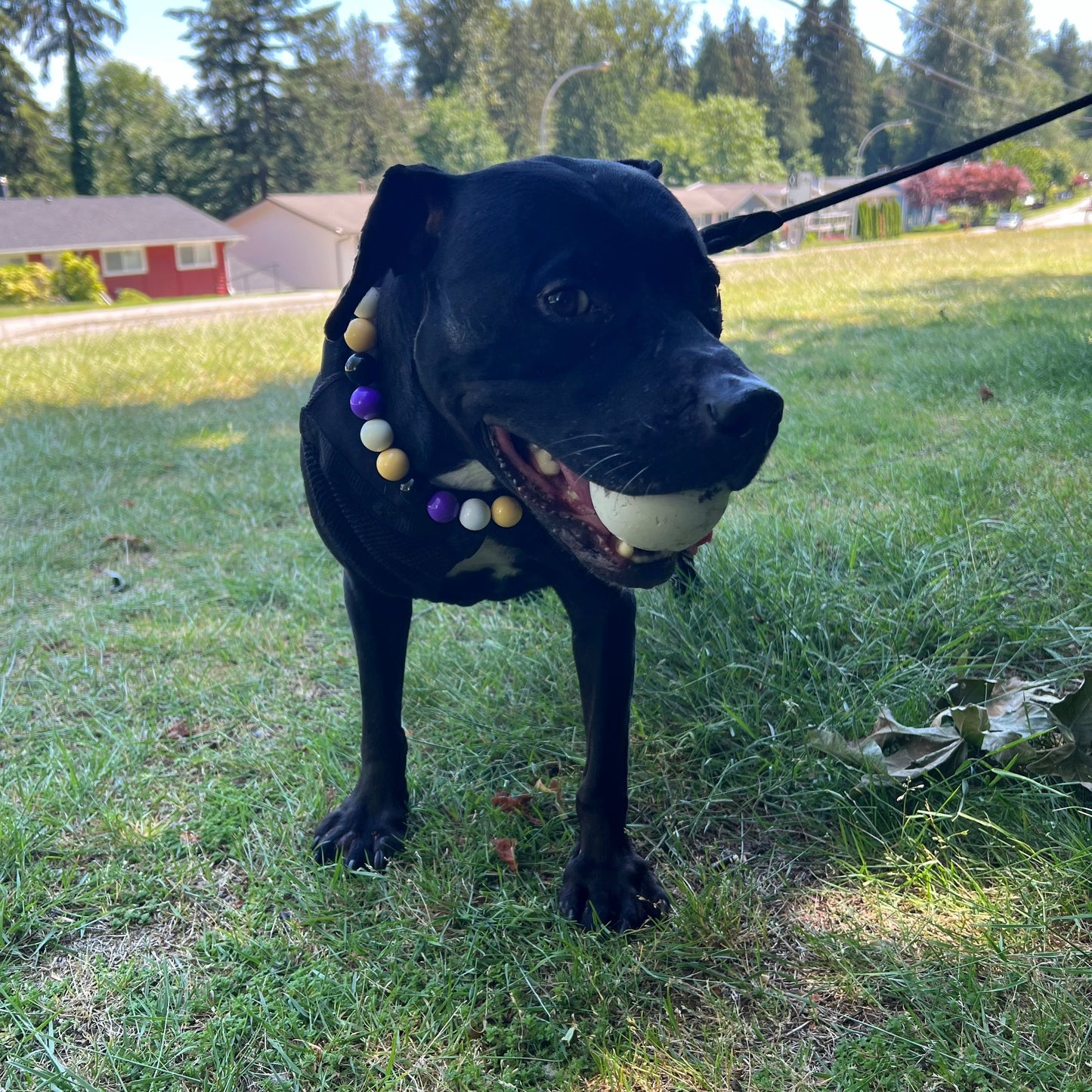 Black Dog standing on the grass with a white ball in her mouth wearing the Kobe Beaded Pet collar Team Colors Game Day Collection, featuring light yellow, purple, white and black solid acrylic beads in alternating pattern from POPNCO