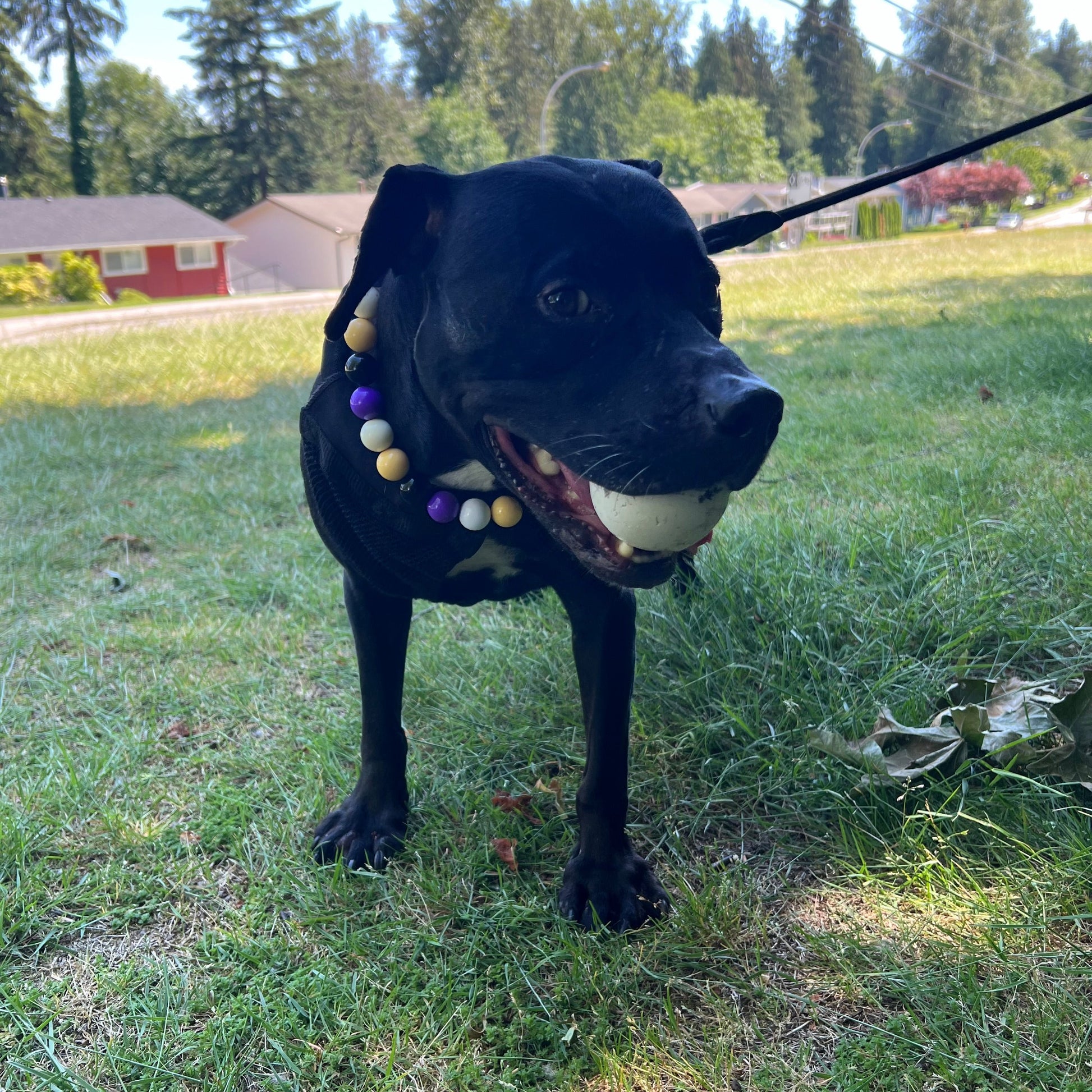 Black Dog standing on the grass with a white ball in her mouth wearing the Kobe Beaded Pet collar Team Colors Game Day Collection, featuring light yellow, purple, white and black solid acrylic beads in alternating pattern from POPNCO