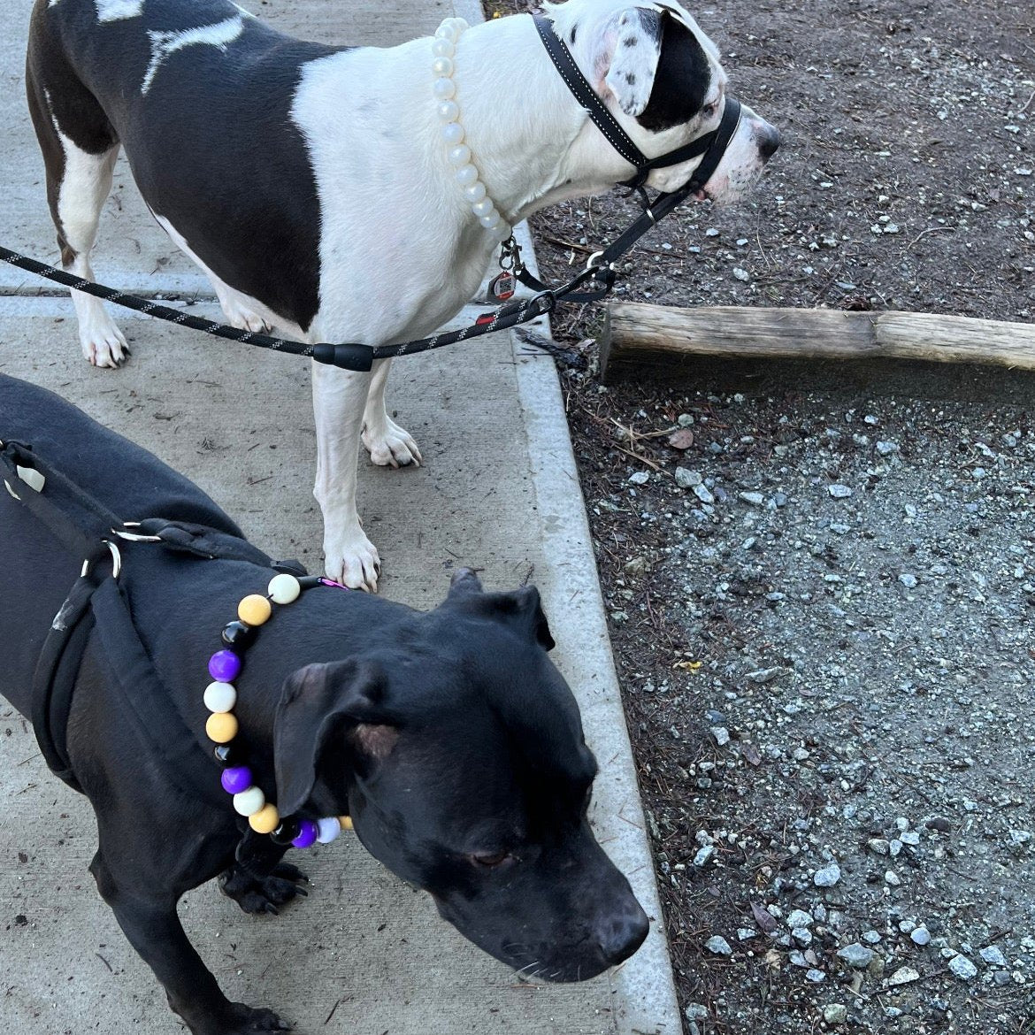 White and Black Dog wearing the Rainbow White Solid beaded pet collar standing beside a black dog wearing the Kobe Beaded Pet collar Team Colors Game Day Collection, featuring light yellow, purple, white and black solid acrylic beads in alternating pattern from POPNCO
