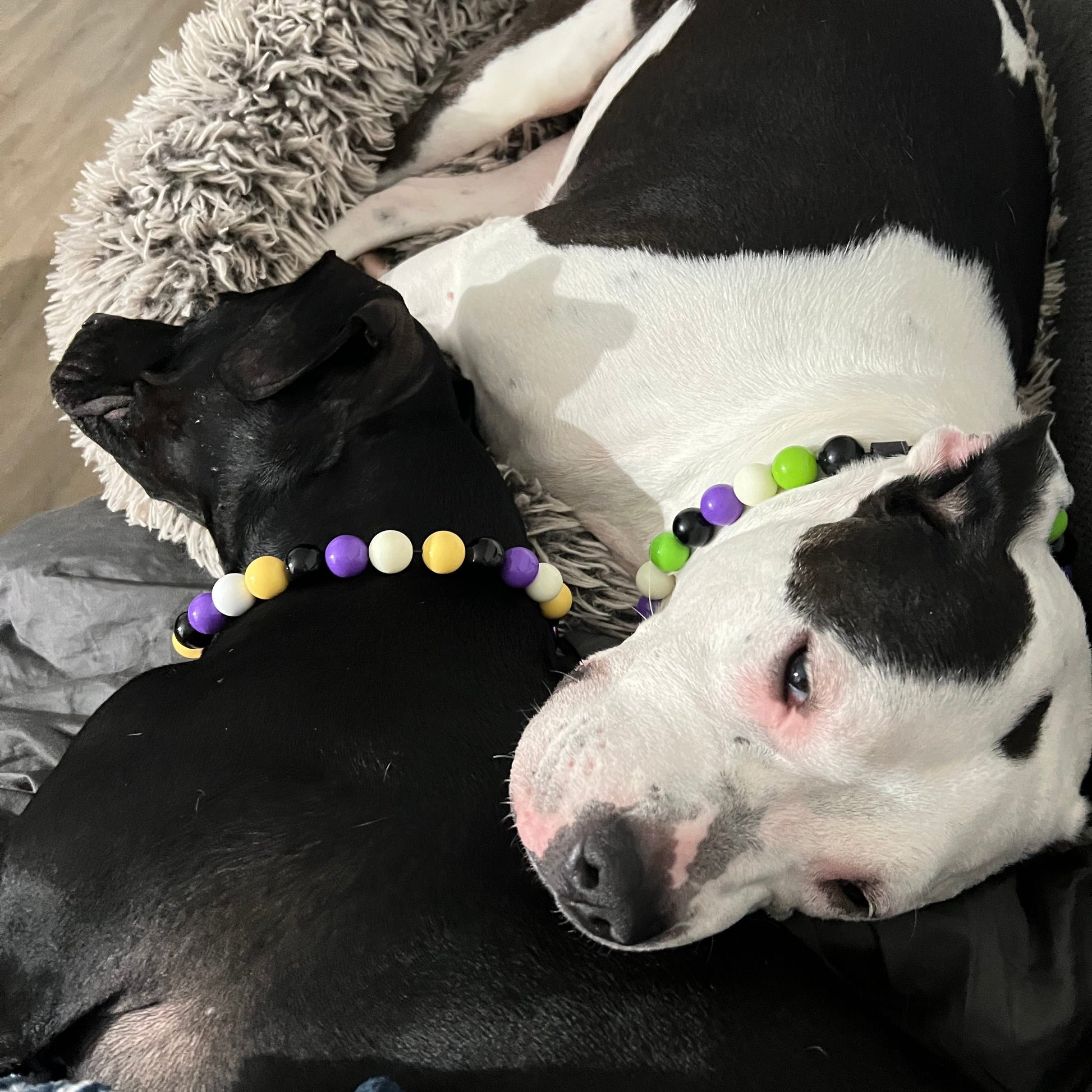Black dog wearing the Kobe Beaded Pet collar Team Colors Game Day Collection, featuring light yellow, purple, white and black solid acrylic beads in alternating pattern from POPNCO and white and black dog wearing the Zombie Beaded Pet Collar featuring bright green, black, white and purple beads from the spooky collection
