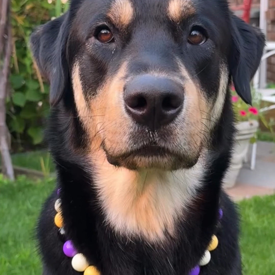 black and brown dog sitting on the grass wearing the Kobe Beaded Pet collar Team Colors Game Day Collection, featuring light yellow, purple, white and black solid acrylic beads in alternating pattern from POPNCO