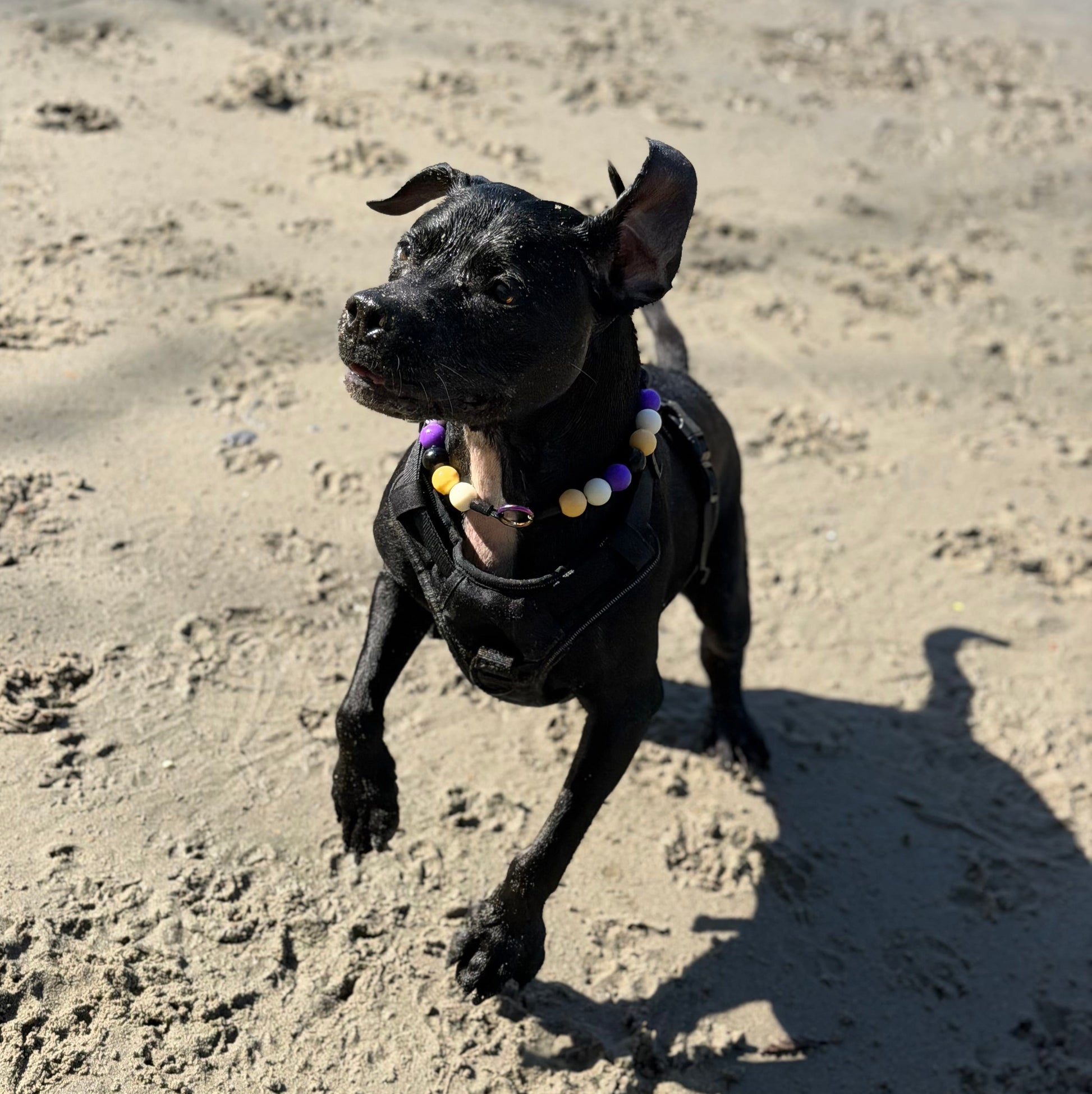 Black dog on a sandy beach with ocean waves in the background