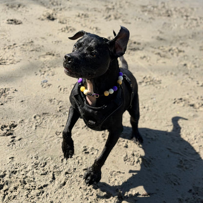 Black dog on a sandy beach with ocean waves in the background