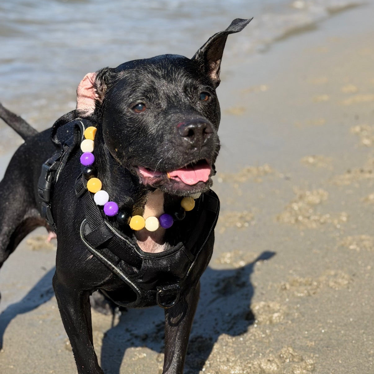 Black dog on a beach wearing a beaded collar with text about the KOBE Beaded Pet Collar.