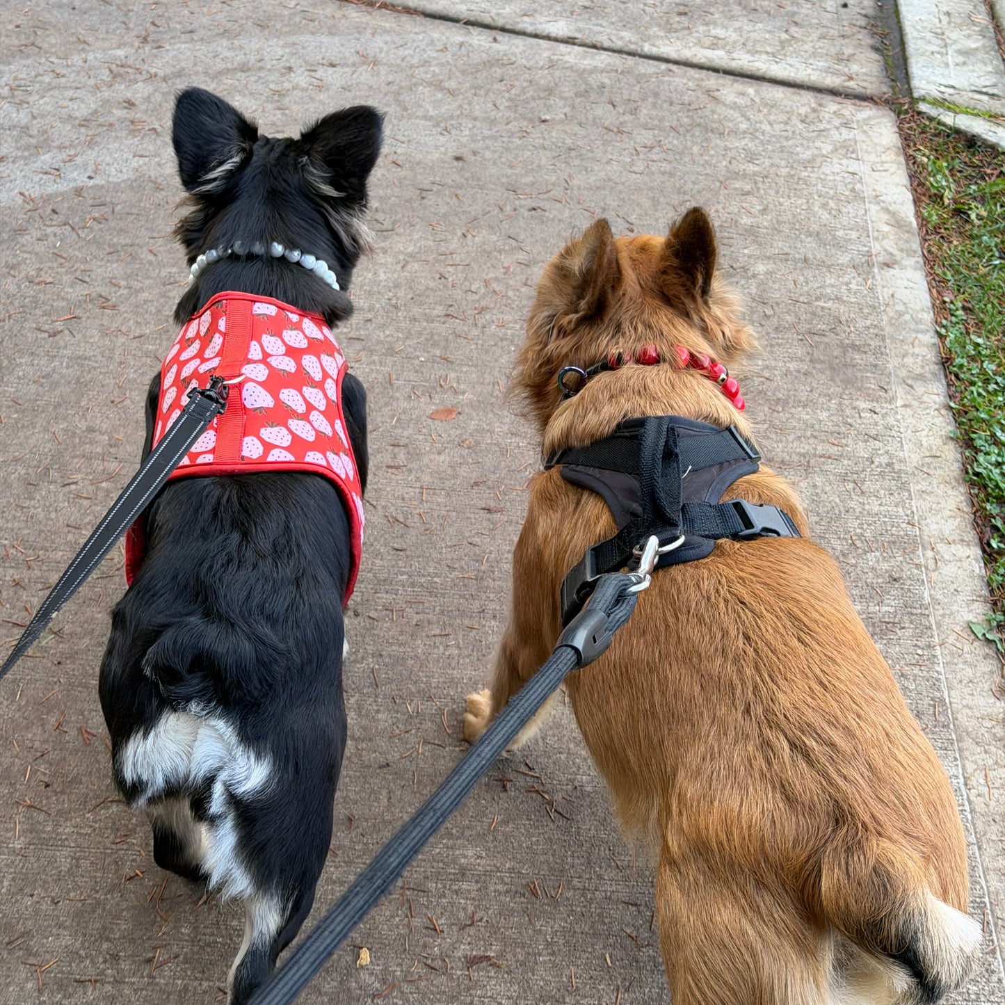 Two dogs on a leash walking on a sidewalk.