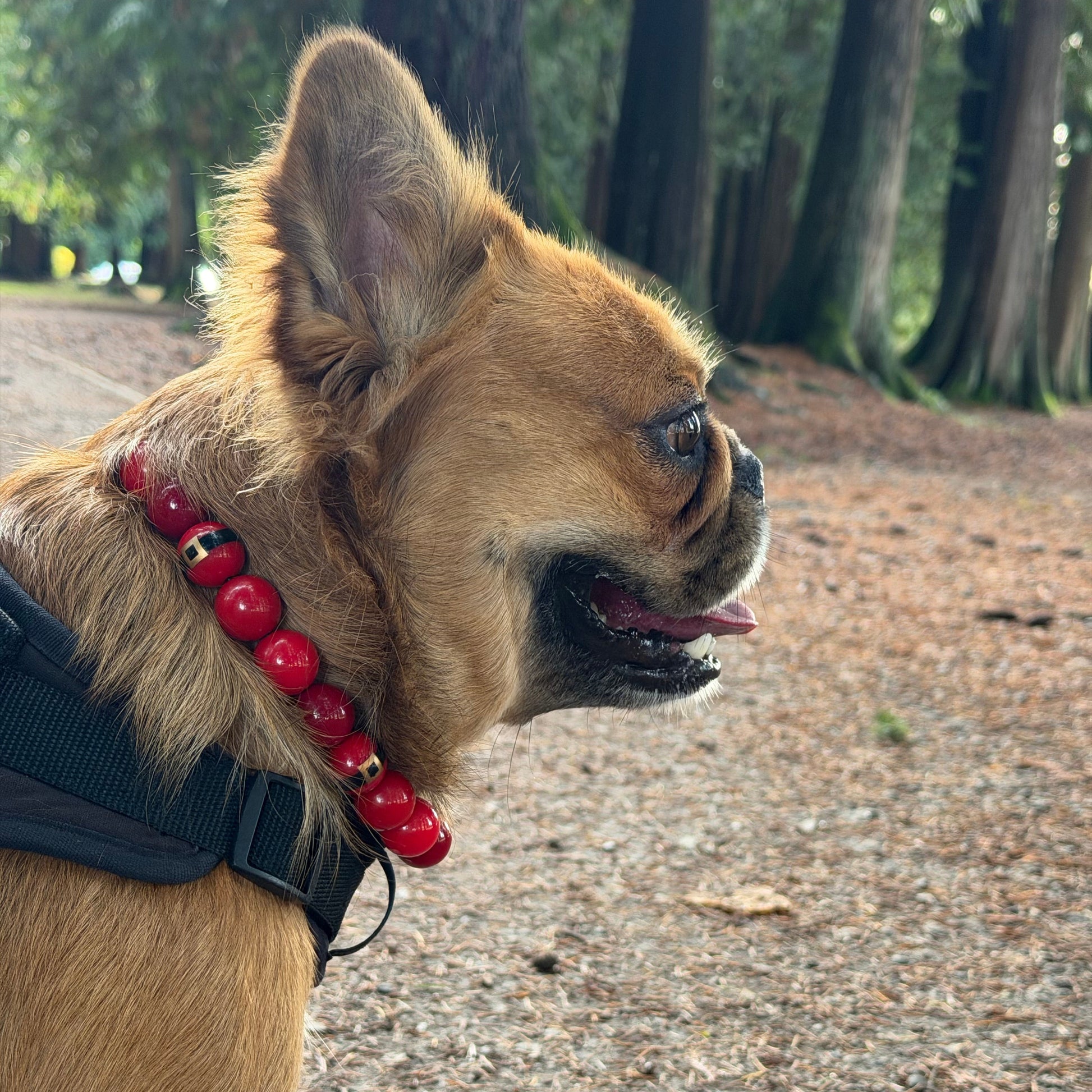 Dog wearing a red collar with a blurred background