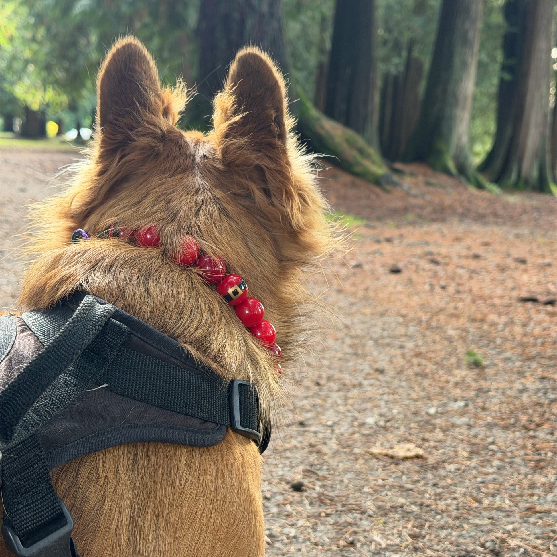 Dog wearing a black harness and red collar on a path with greenery in the background