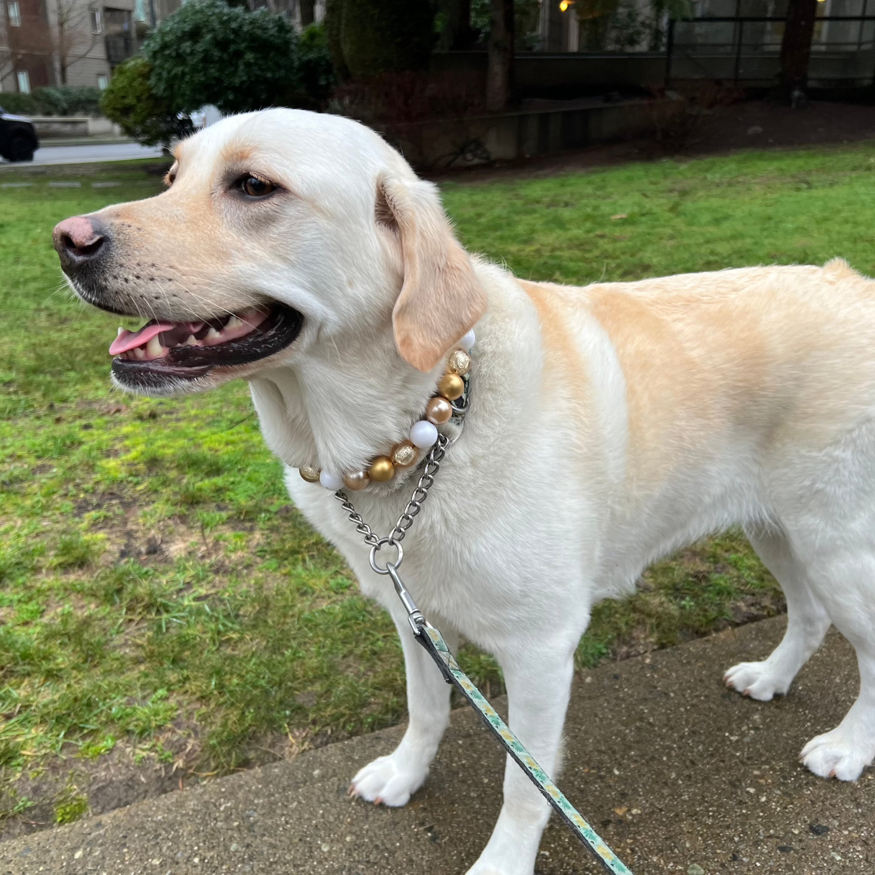 POPNCO Layla beaded pet Collar. Gold and White acrylic and resin beads on aircraft grade stainless steel wire. Golden Lab Dog standing and smiling wearing The Layla Beaded Pet Collar - Made with alternating Gold and White acrylic beads fed through aircraft grade stainless steel wire crimped on both ends around a gun metal black o ring.  POPNCO
