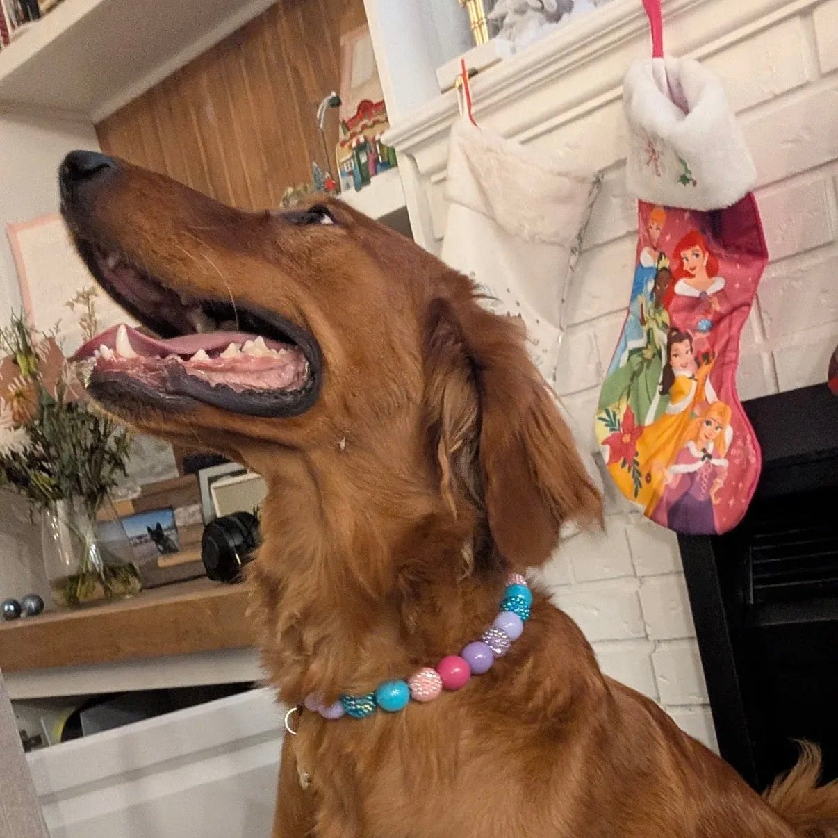 Dog wearing a colorful collar with a festive background POPNCO acrylic bead, Bead dog collar, beaded collar, Beaded dog collar, Breathable dog collar, cat collar, Collar for sensitive skin dogs, Comfortable Dog Collar, dog collar, Durable dog collar, Easy to clean dog collar, fashion collar, handmade, Pet accessories, pet collar, Popnco dog collar, slip on collar, Slip on dog collar, Stylish dog collar