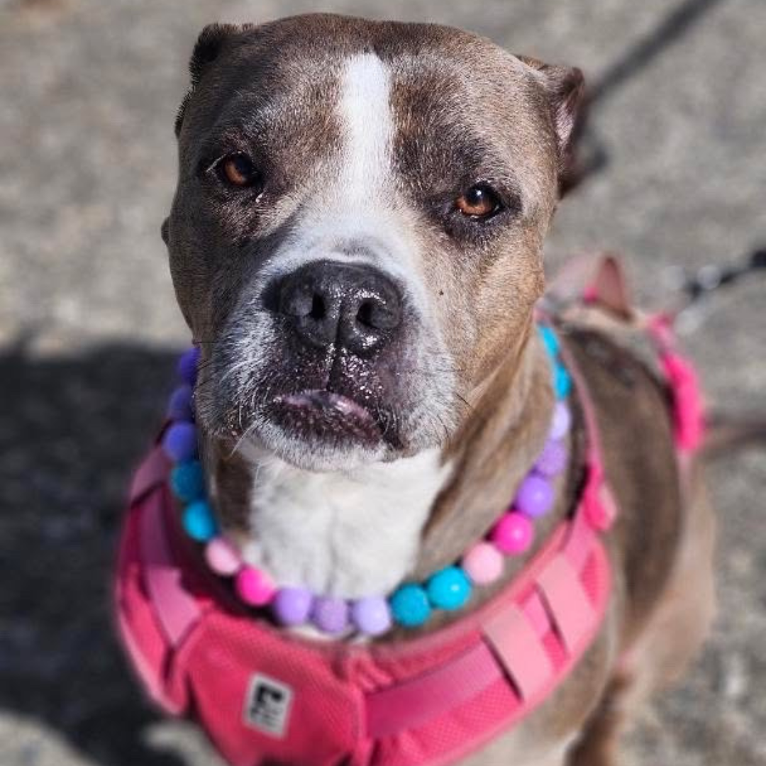 Dog wearing a colorful beaded collar and pink harness on a concrete surface
