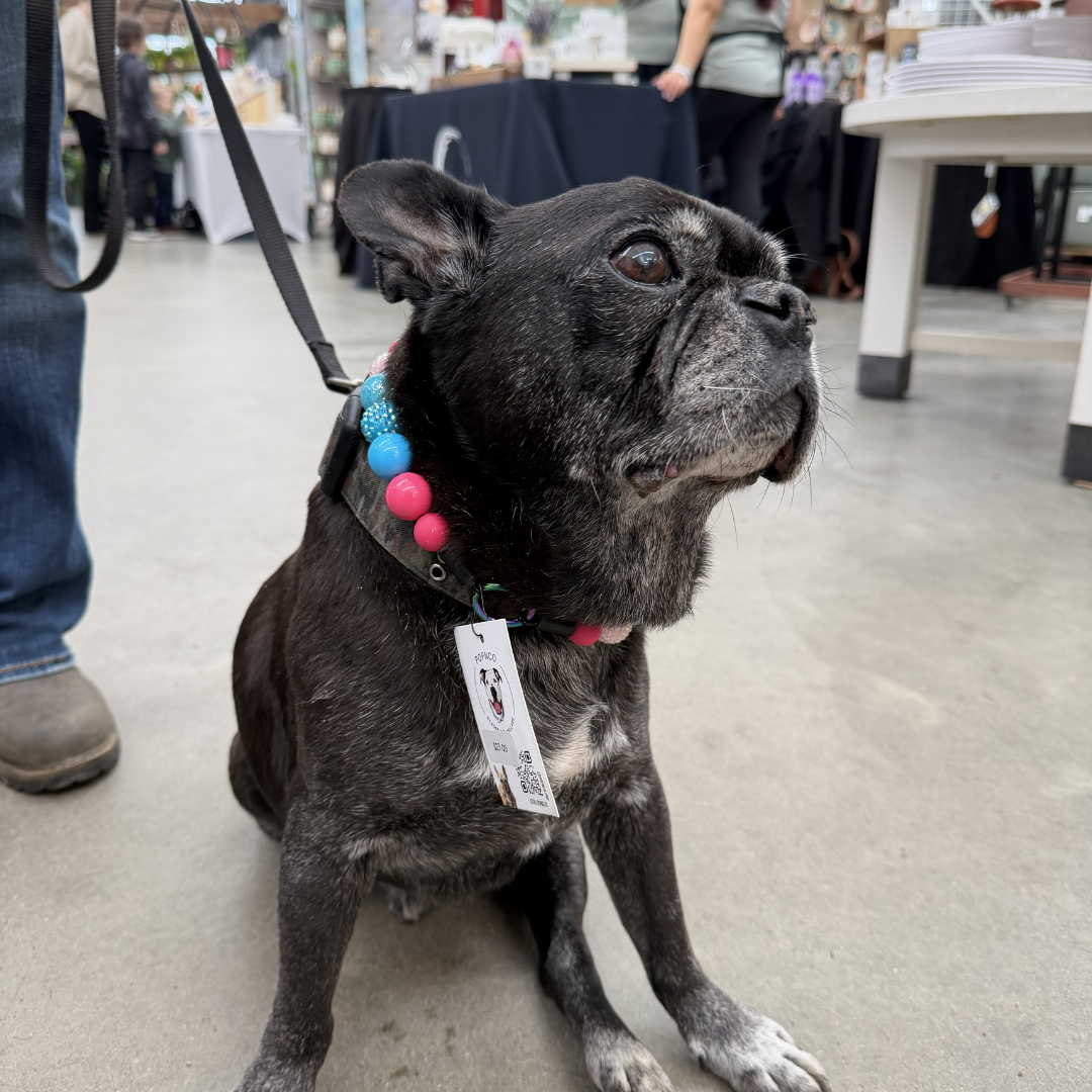 Dog wearing a colorful collar with a tag in an indoor setting