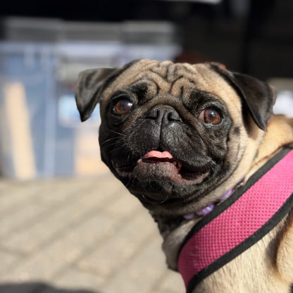 Pug dog wearing a pink harness with a blurred background