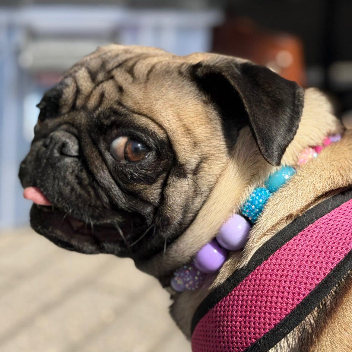 Pug dog wearing a pink harness with colorful beads, standing on a pavement.