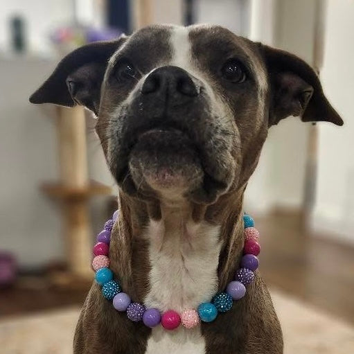 Dog wearing a colorful beaded collar indoors POPNCO acrylic bead, Bead dog collar, beaded collar, Beaded dog collar, Breathable dog collar, cat collar, Collar for sensitive skin dogs, Comfortable Dog Collar, dog collar, Durable dog collar, Easy to clean dog collar, fashion collar, handmade, Pet accessories, pet collar, Popnco dog collar, slip on collar, Slip on dog collar, Stylish dog collar