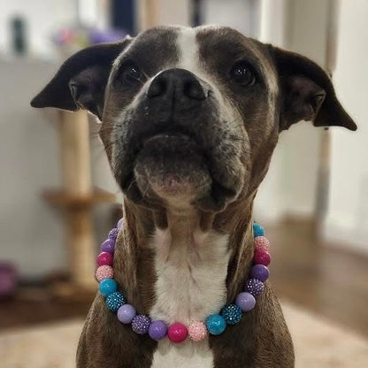 Dog wearing a colorful beaded collar indoors POPNCO acrylic bead, Bead dog collar, beaded collar, Beaded dog collar, Breathable dog collar, cat collar, Collar for sensitive skin dogs, Comfortable Dog Collar, dog collar, Durable dog collar, Easy to clean dog collar, fashion collar, handmade, Pet accessories, pet collar, Popnco dog collar, slip on collar, Slip on dog collar, Stylish dog collar