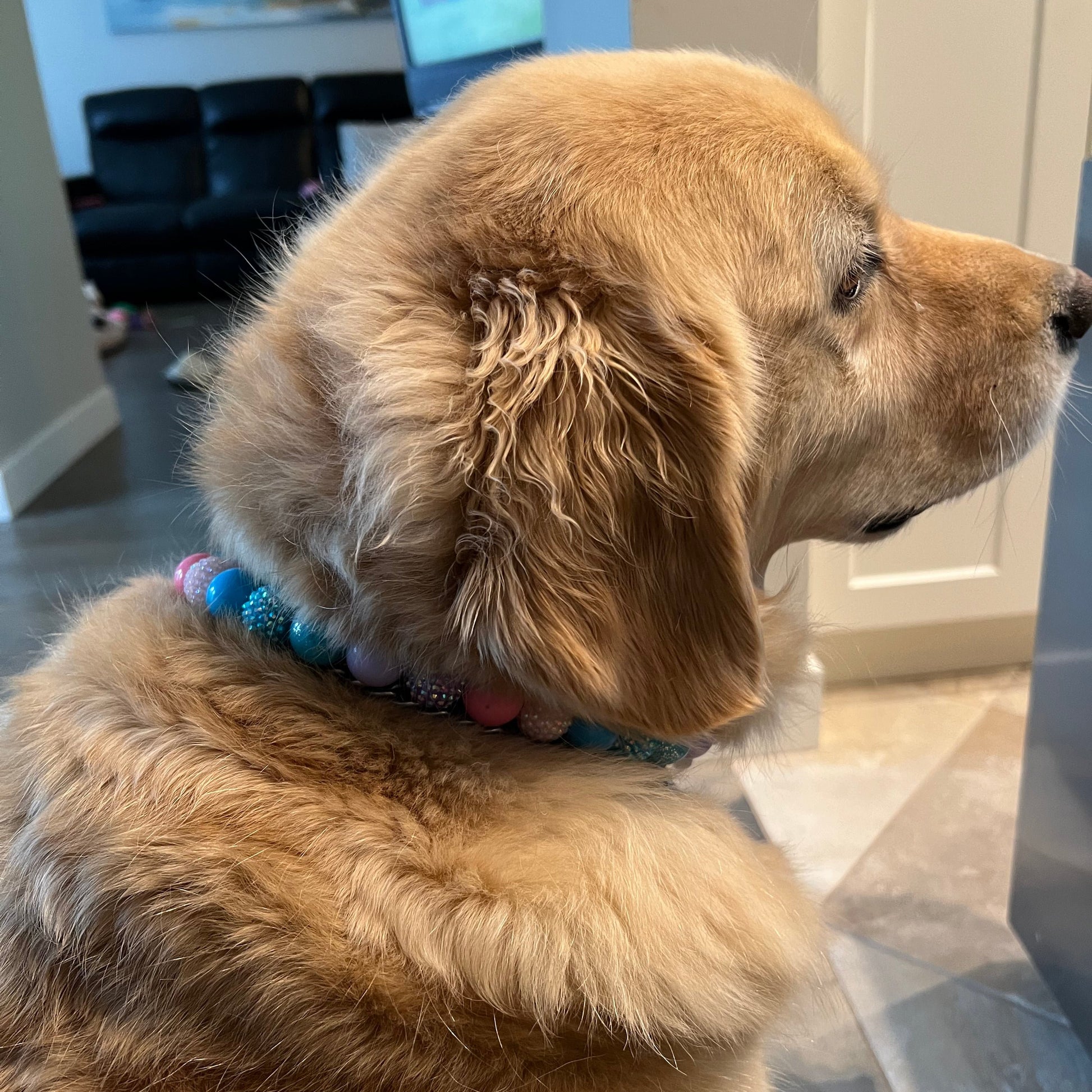Golden Retriever wearing the Lennon Beaded Pet Collar 