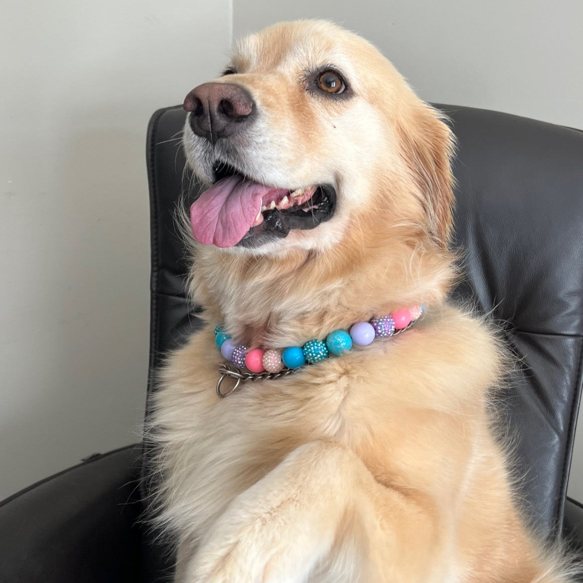 Dog sitting on a chair with a colorful collar, text overlay, and small dog graphic.