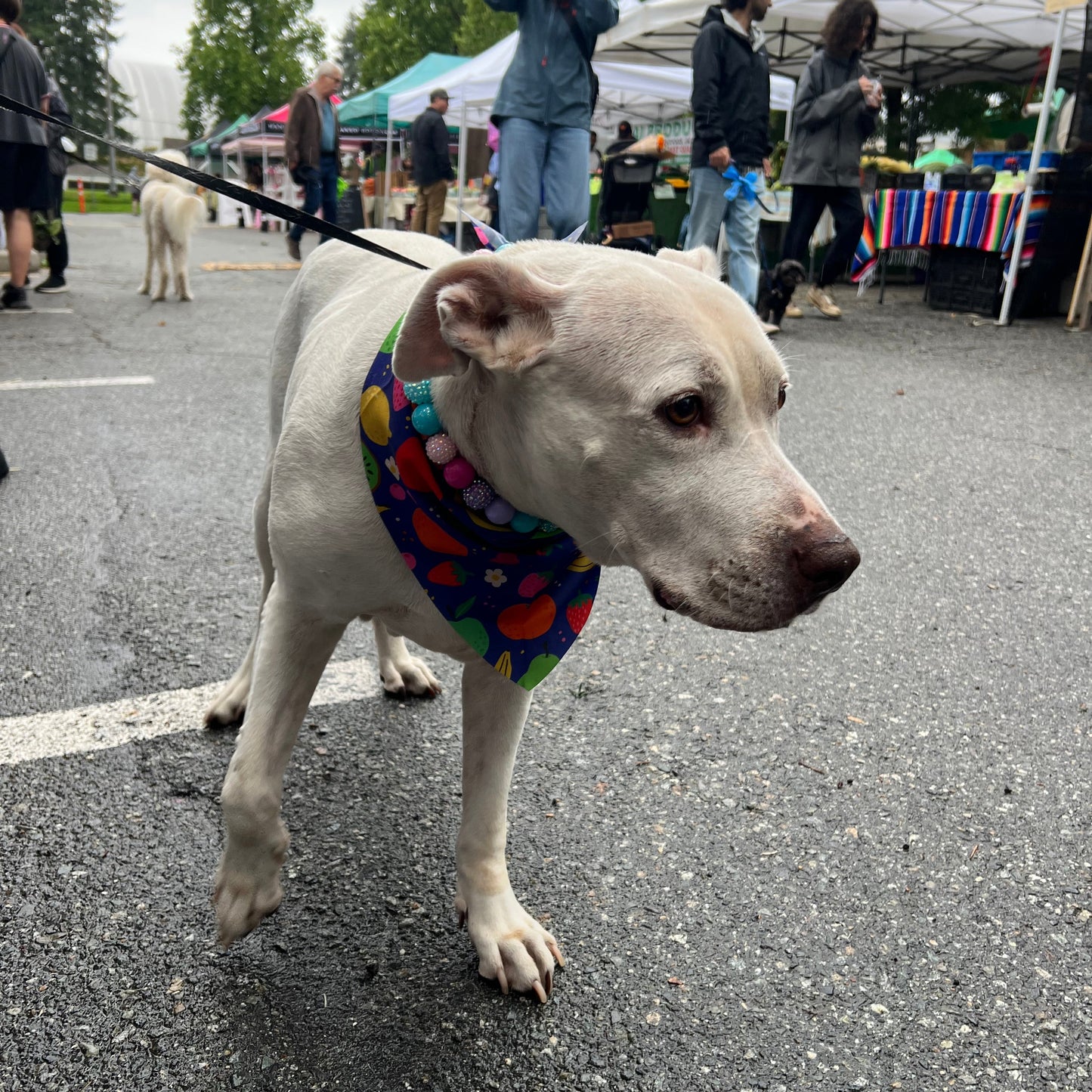 Dog wearing a colorful bandana standing on a street with people in the background