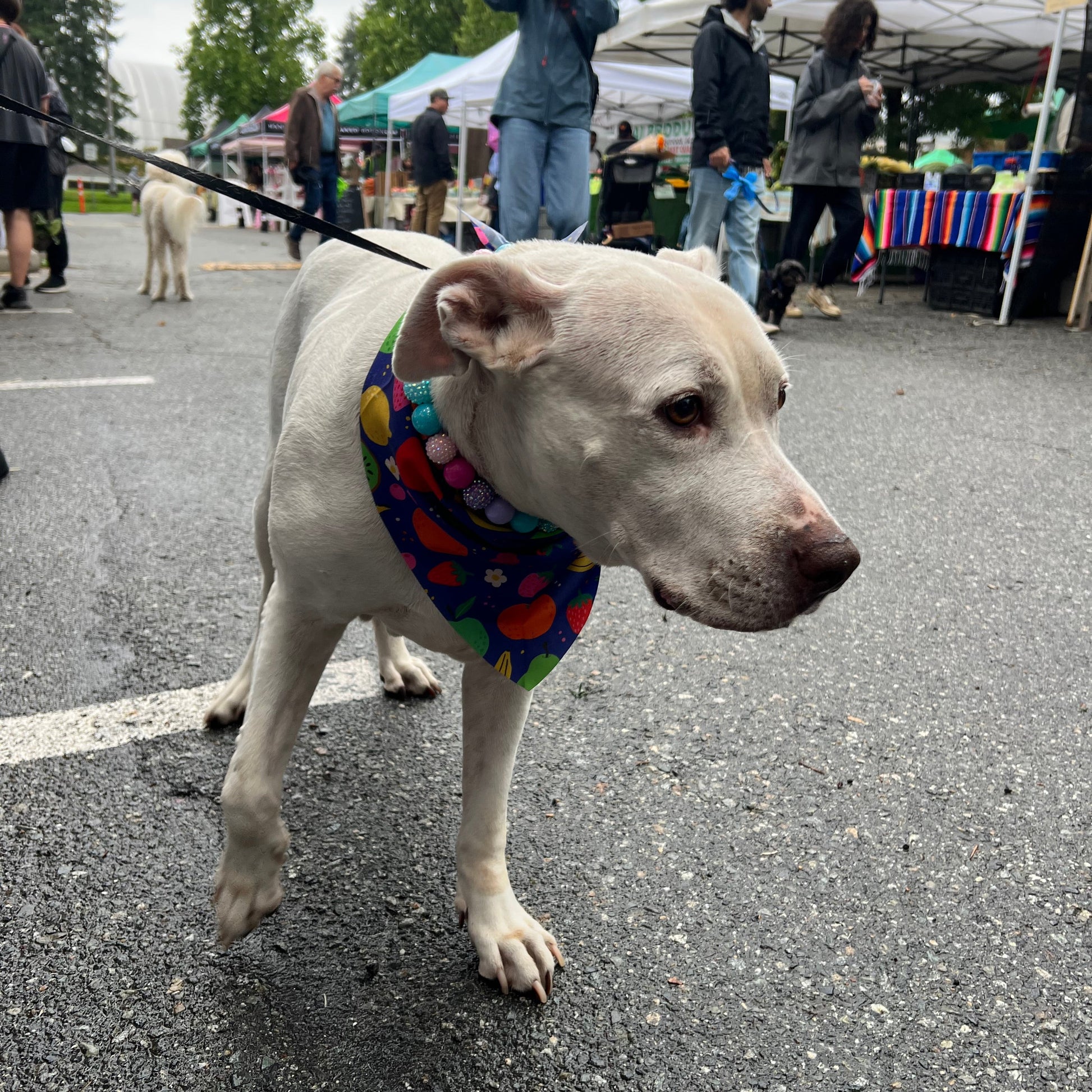 Dog wearing a colorful bandana standing on a street with people in the background