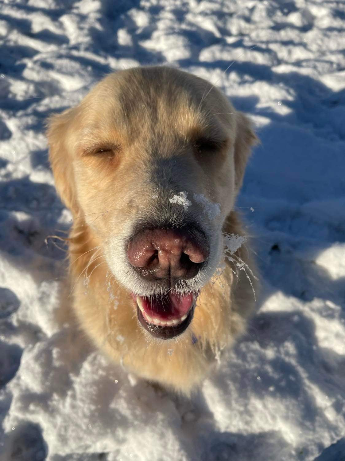 Dog with snow on its nose standing in a snowy landscape