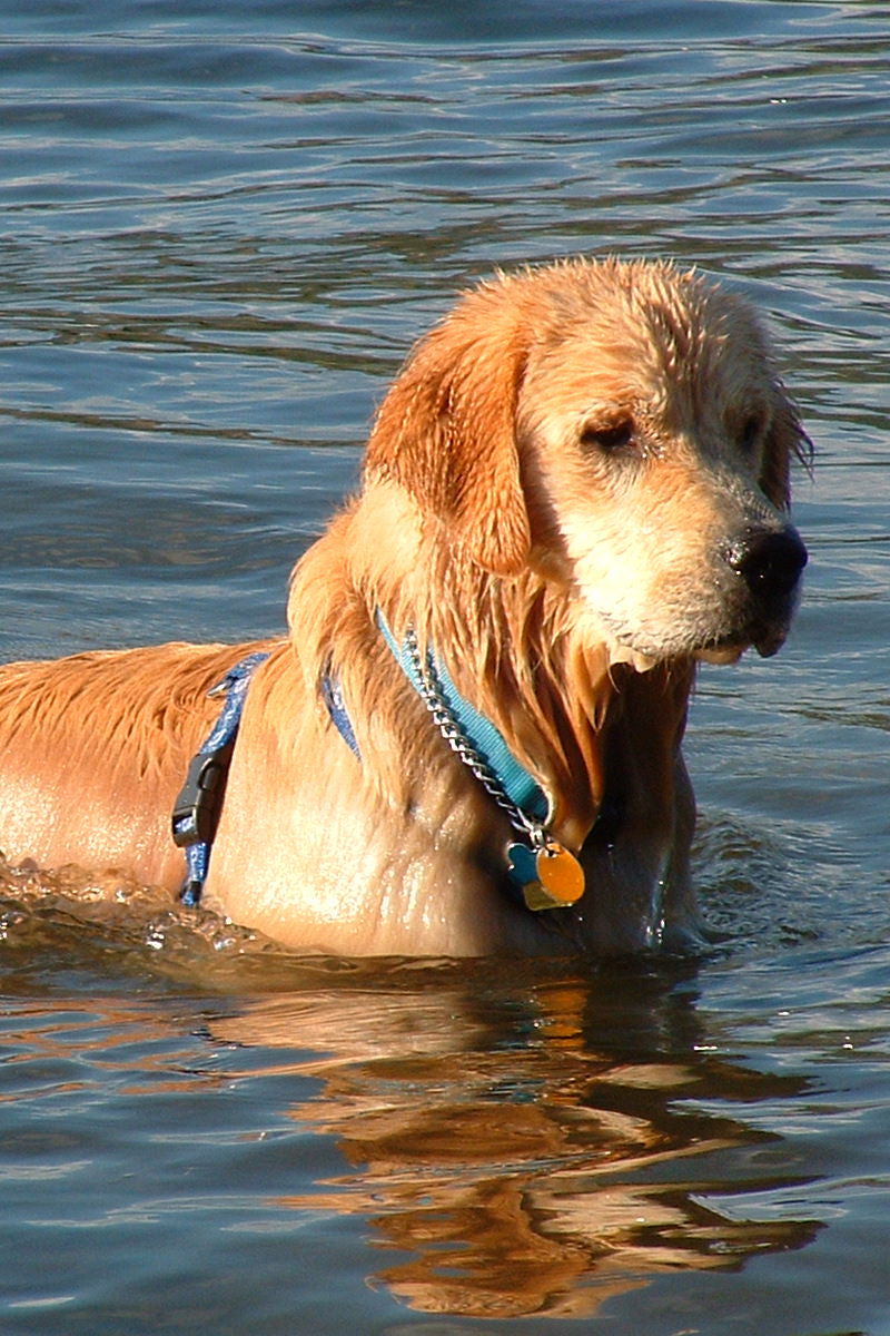 Dog swimming in water wearing a blue harness