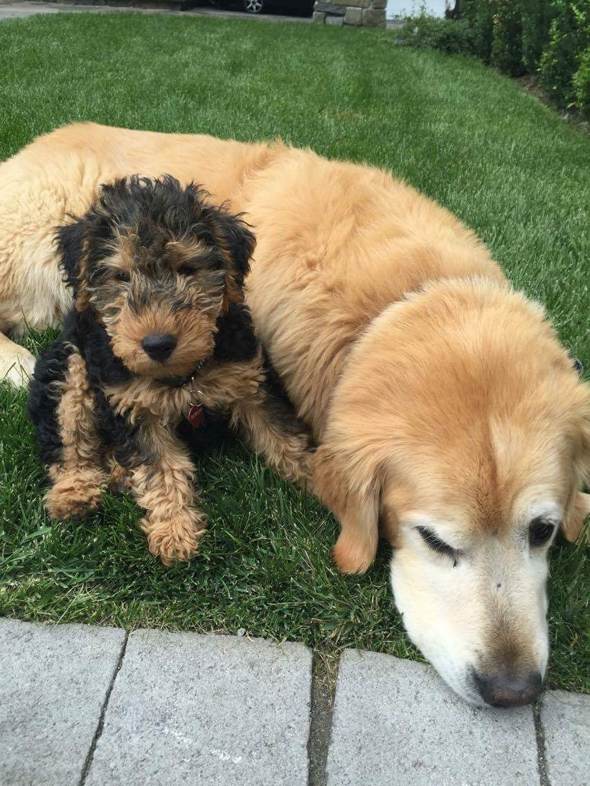 Two dogs, one larger and one smaller, sitting on a grassy area.