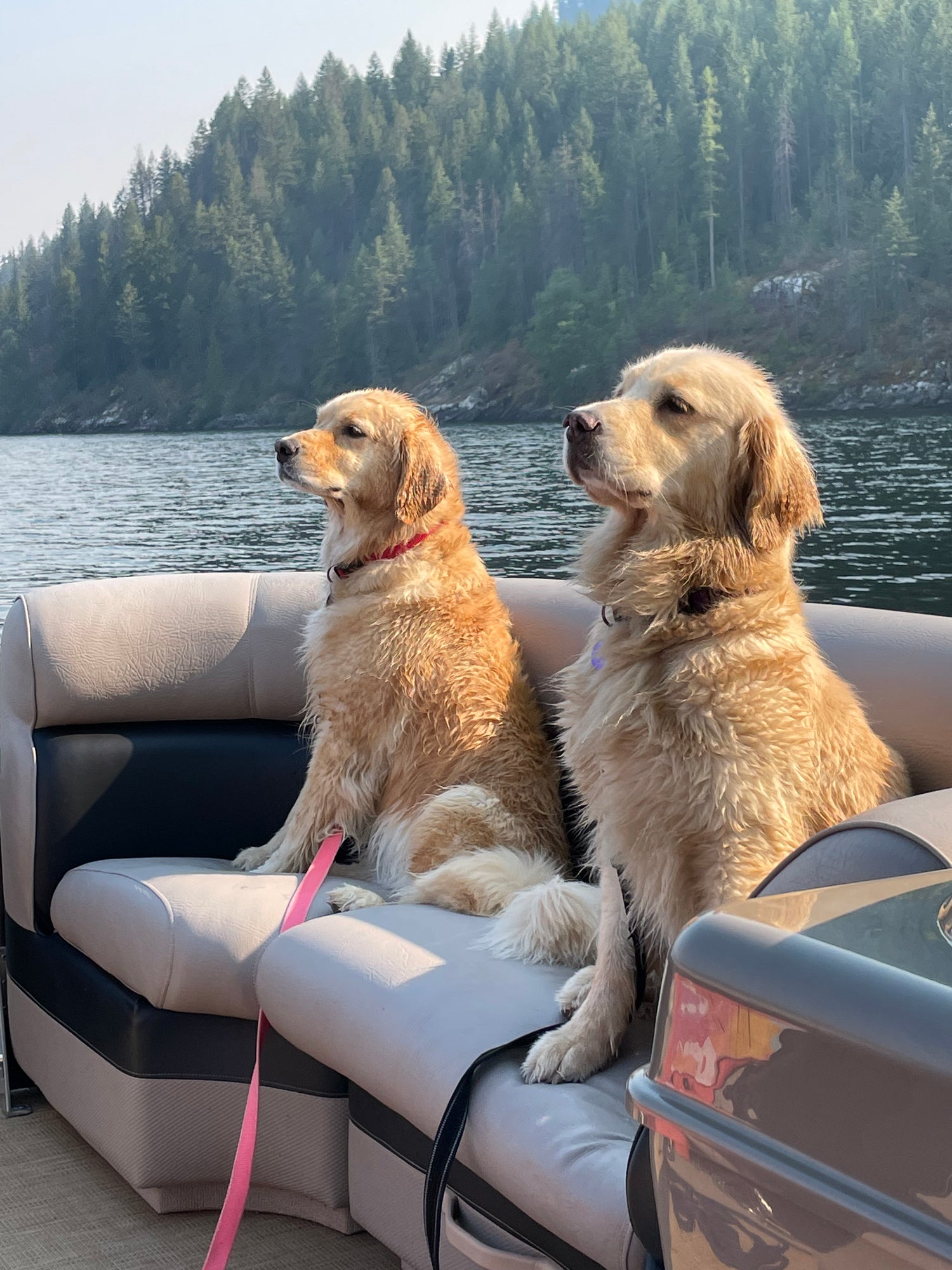 Two dogs on a boat with a scenic lake and trees in the background