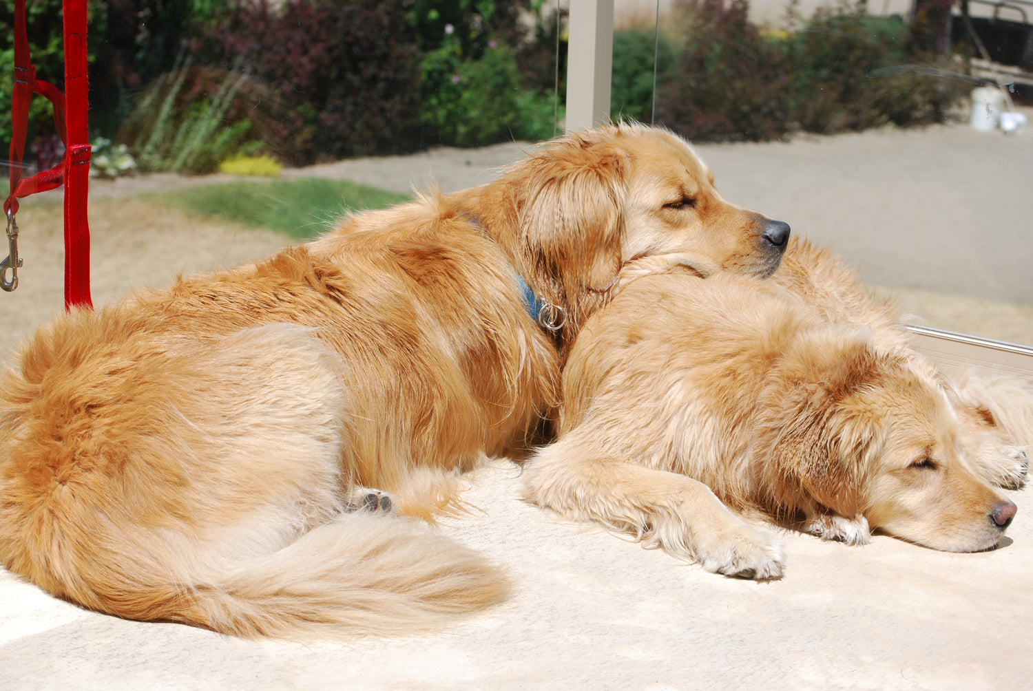 Two golden retrievers lying on a blanket outdoors with a playground in the background.