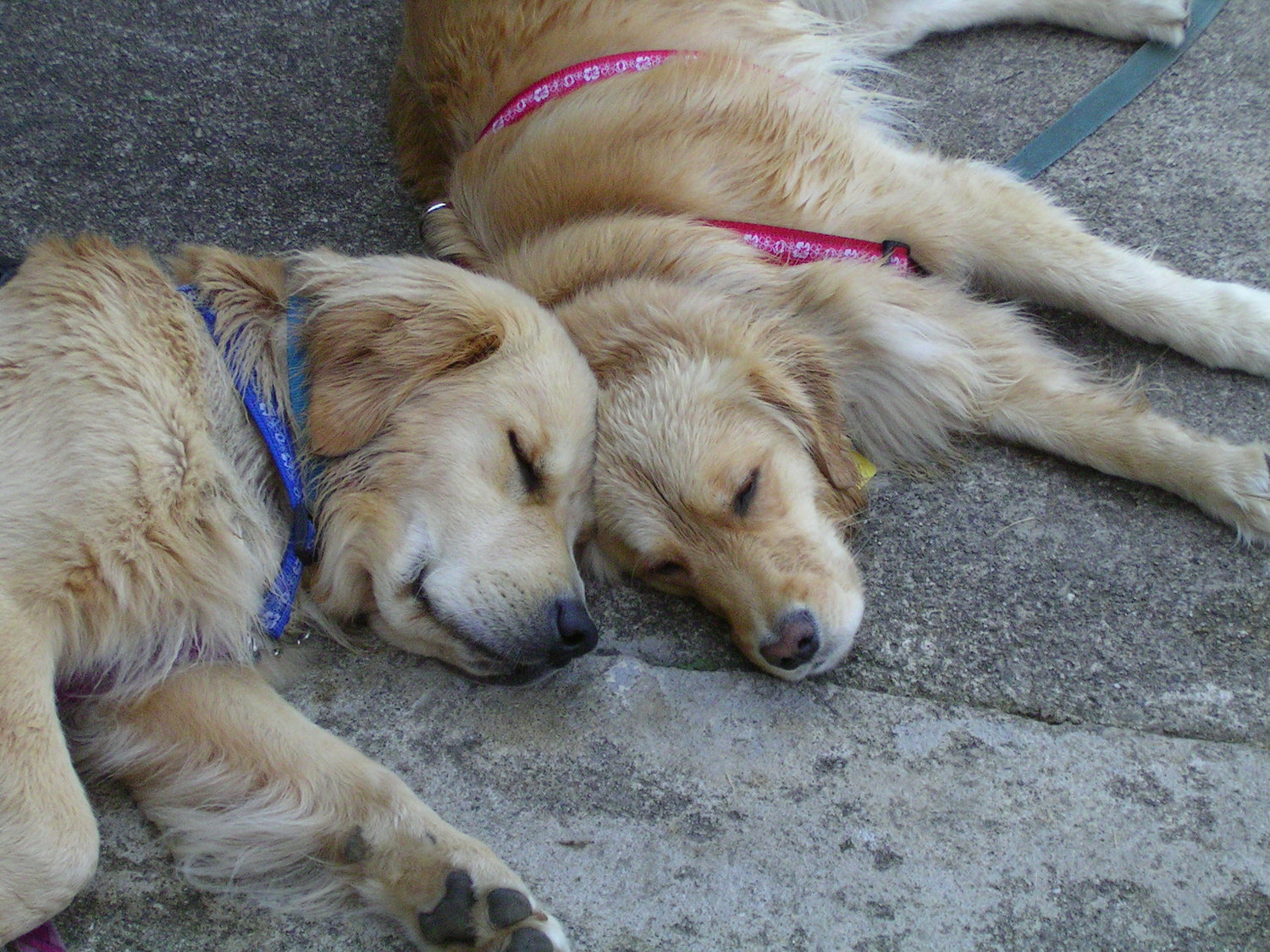 Two golden retrievers lying on a concrete surface with collars on.