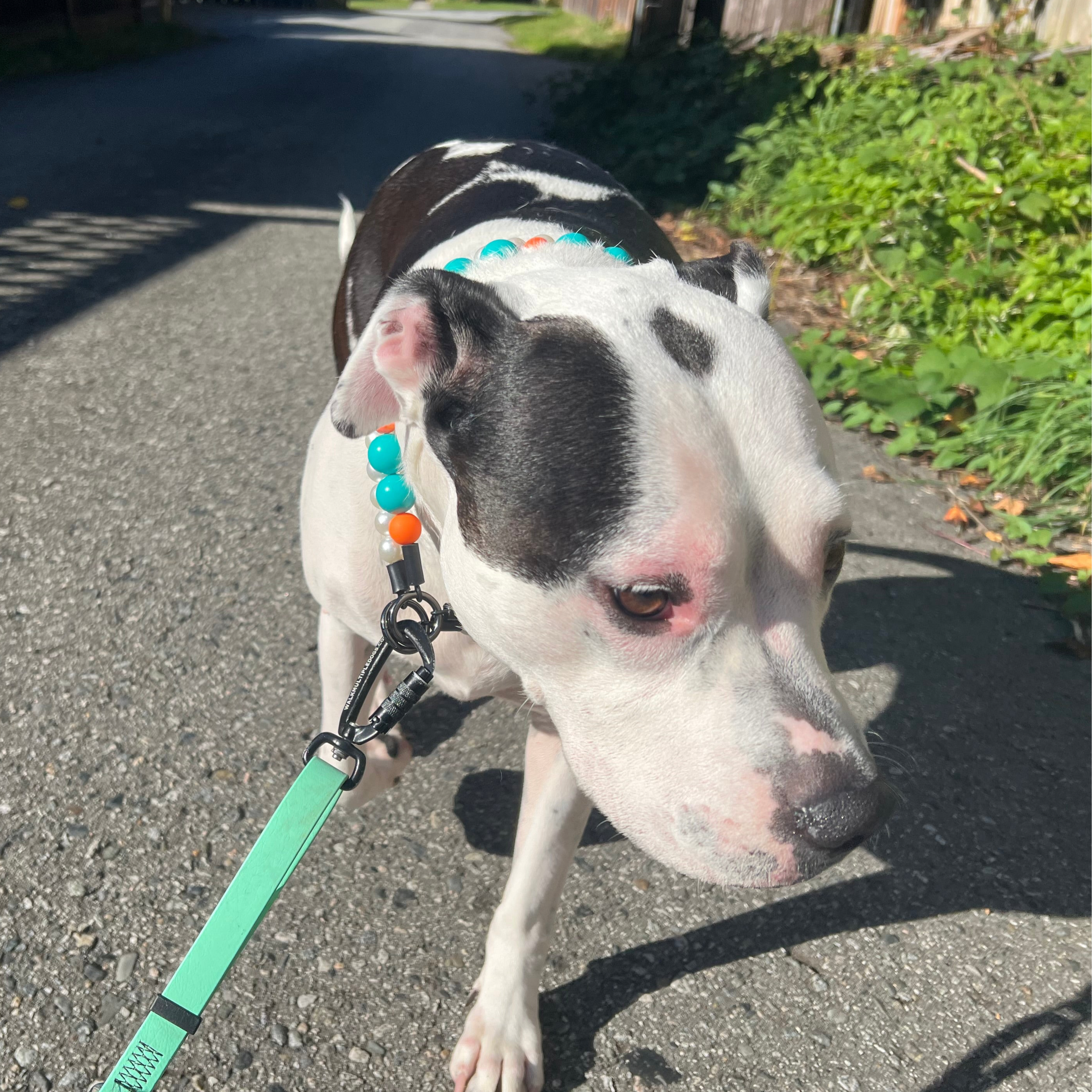 Black and White Pitbull Dog Poppy wearing the Teal and orange Loretta beaded pet Collar from POPNCO 
