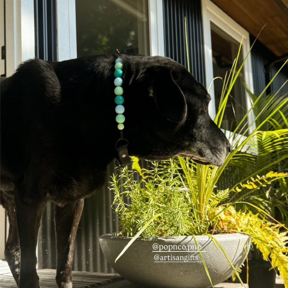 Dog standing on a deck with plants and a building in the background, wearing a Stella & Dot necklace. POPNCO beaded collar, Beaded dog collar, blue dog collar, Breathable dog collar, cat collar, Collar for sensitive skin dogs, Comfortable Dog Collar, dog collar, Durable dog collar, Easy to clean dog collar, fashion collar, handmade, Pet accessories, pet collar, Popnco dog collar, slip on collar, Slip on dog collar, Stylish dog collar