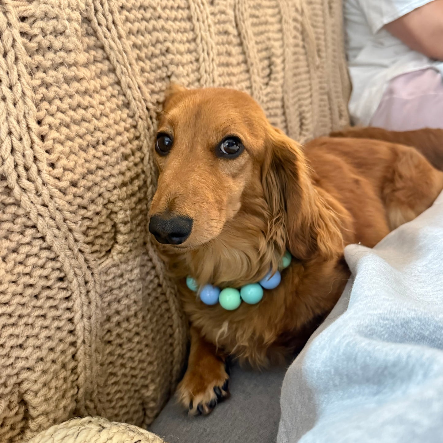 Brown dog with a colorful bead collar sitting on a textured surface