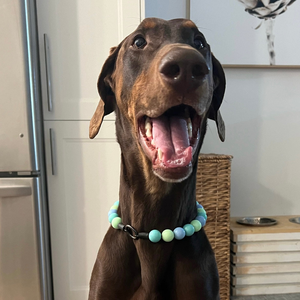 Dog with a colorful collar in a kitchen setting POPNCO beaded collar, Beaded dog collar, blue dog collar, Breathable dog collar, cat collar, Collar for sensitive skin dogs, Comfortable Dog Collar, dog collar, Durable dog collar, Easy to clean dog collar, fashion collar, handmade, Pet accessories, pet collar, Popnco dog collar, slip on collar, Slip on dog collar, Stylish dog collar