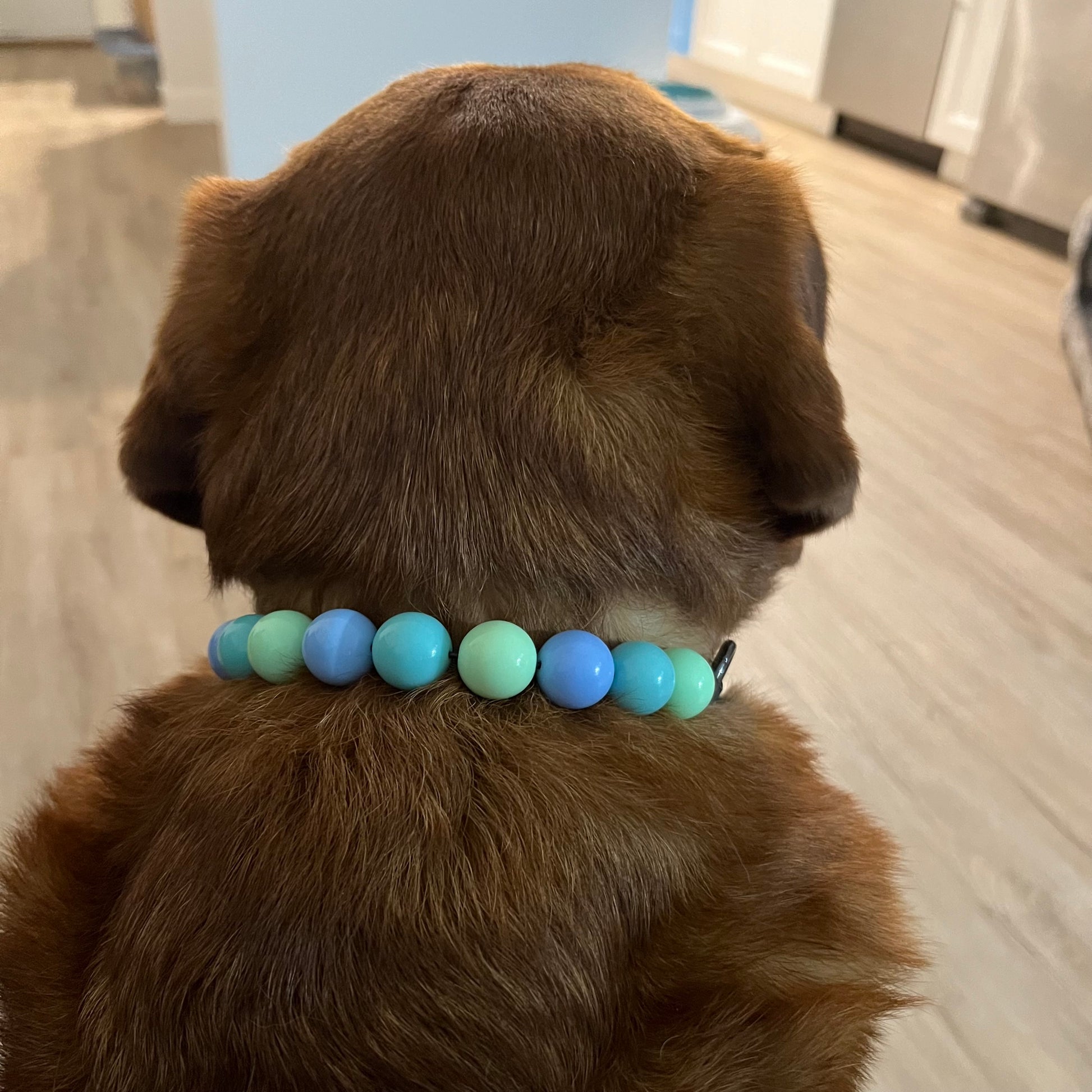 Lab - The Luna - Collection - slip on Beaded dog Collar - Made with alternating blue and green acrylic  beads - aircraft stainless steel and a o ring - Durable - handmade - customizable - comfortable Blue green and teal beaded pet collar from POPNCO Called Luna made on aircraft grade stainless steel wire. 
