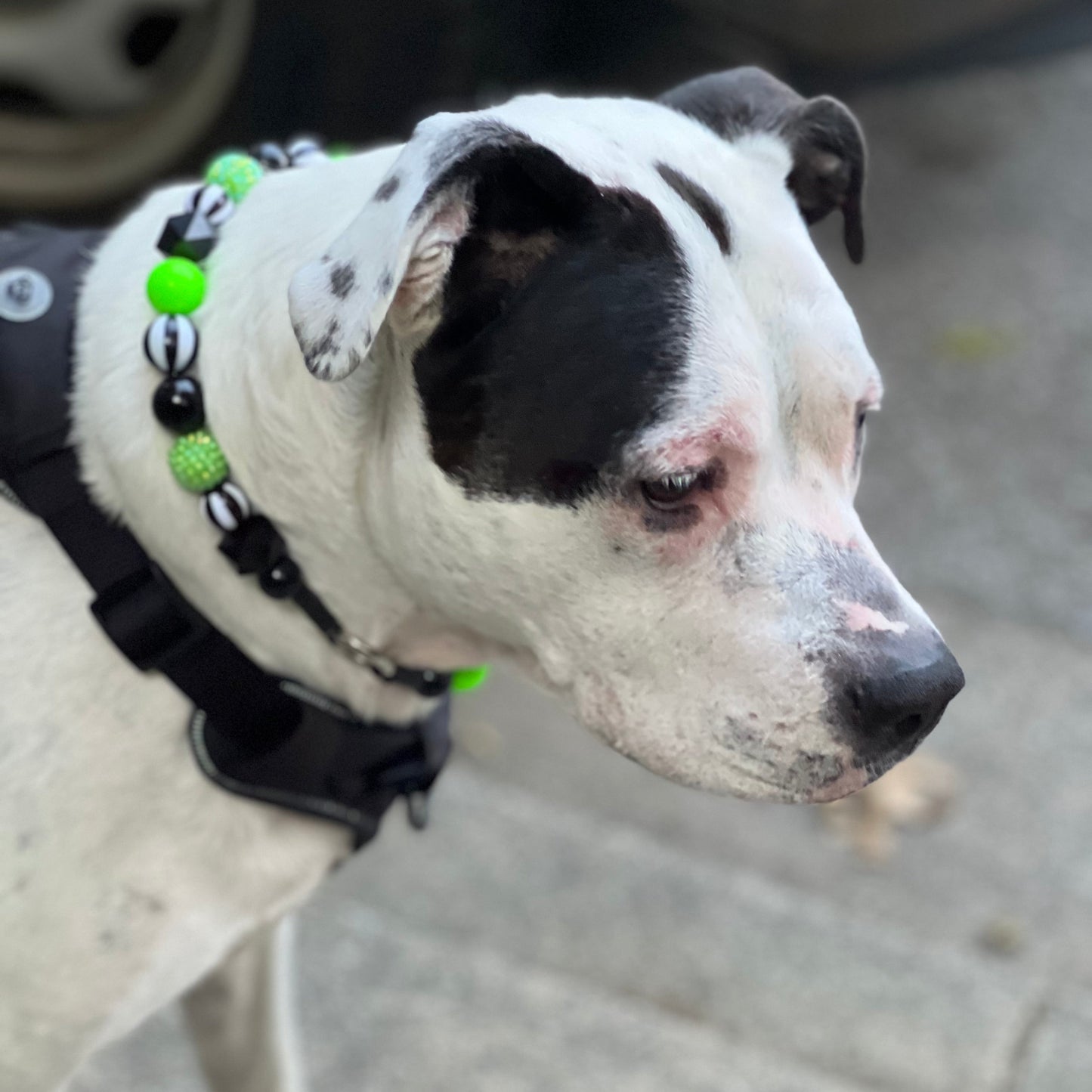 Dog with a black and white coat wearing a green collar on a sidewalk.