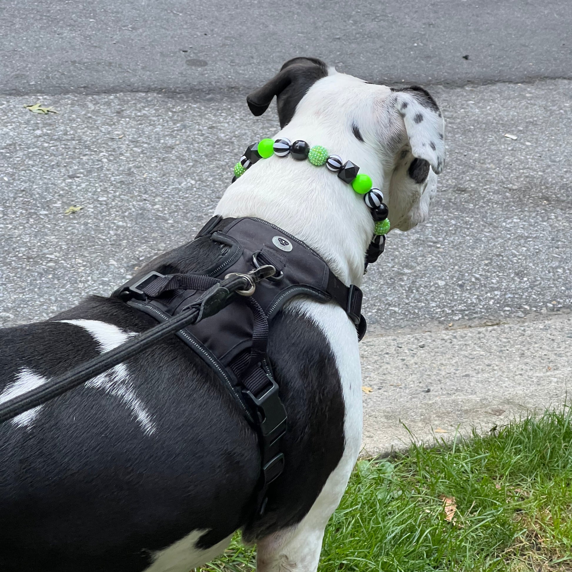 Dog wearing a harness on a leash, standing on a pavement with grass on the side.
