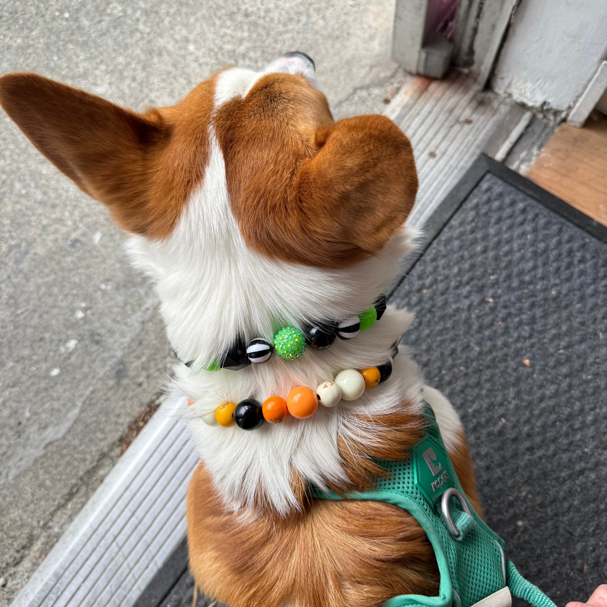 Dog wearing a colorful beaded collar and green harness stepping onto a door.