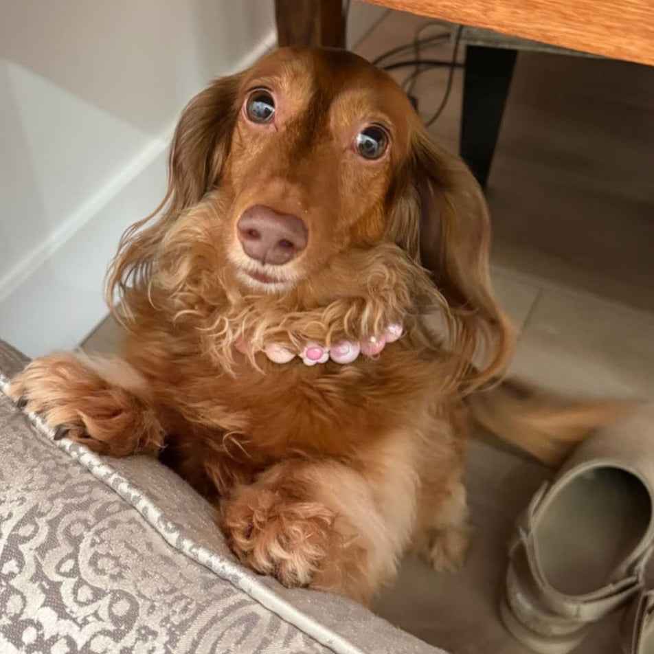 POPNCO Maisy 16mm Beaded Pet Collar. Dog wearing a pink collar under a wooden table with text overlay.