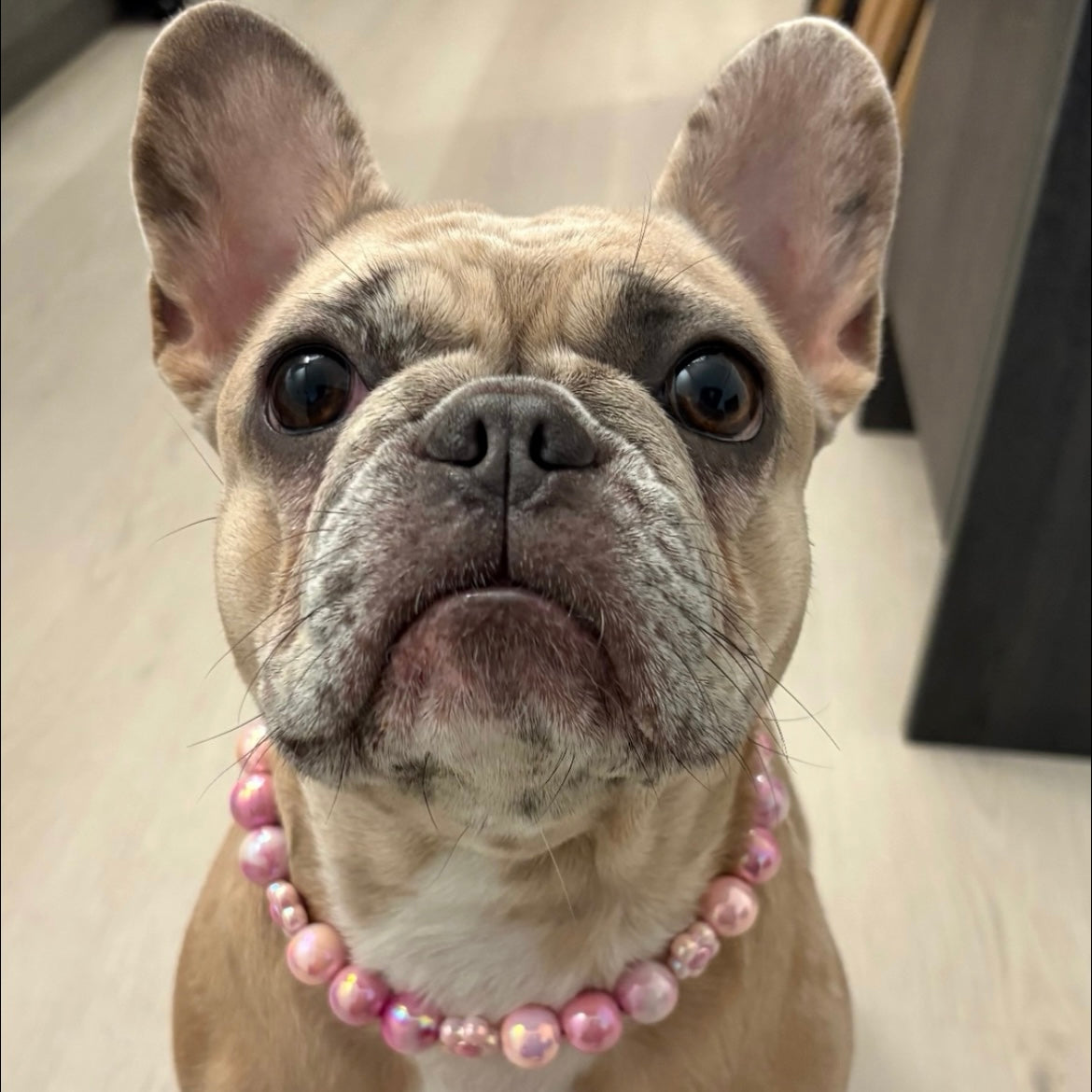 Dog wearing a pink beaded collar on a neutral background