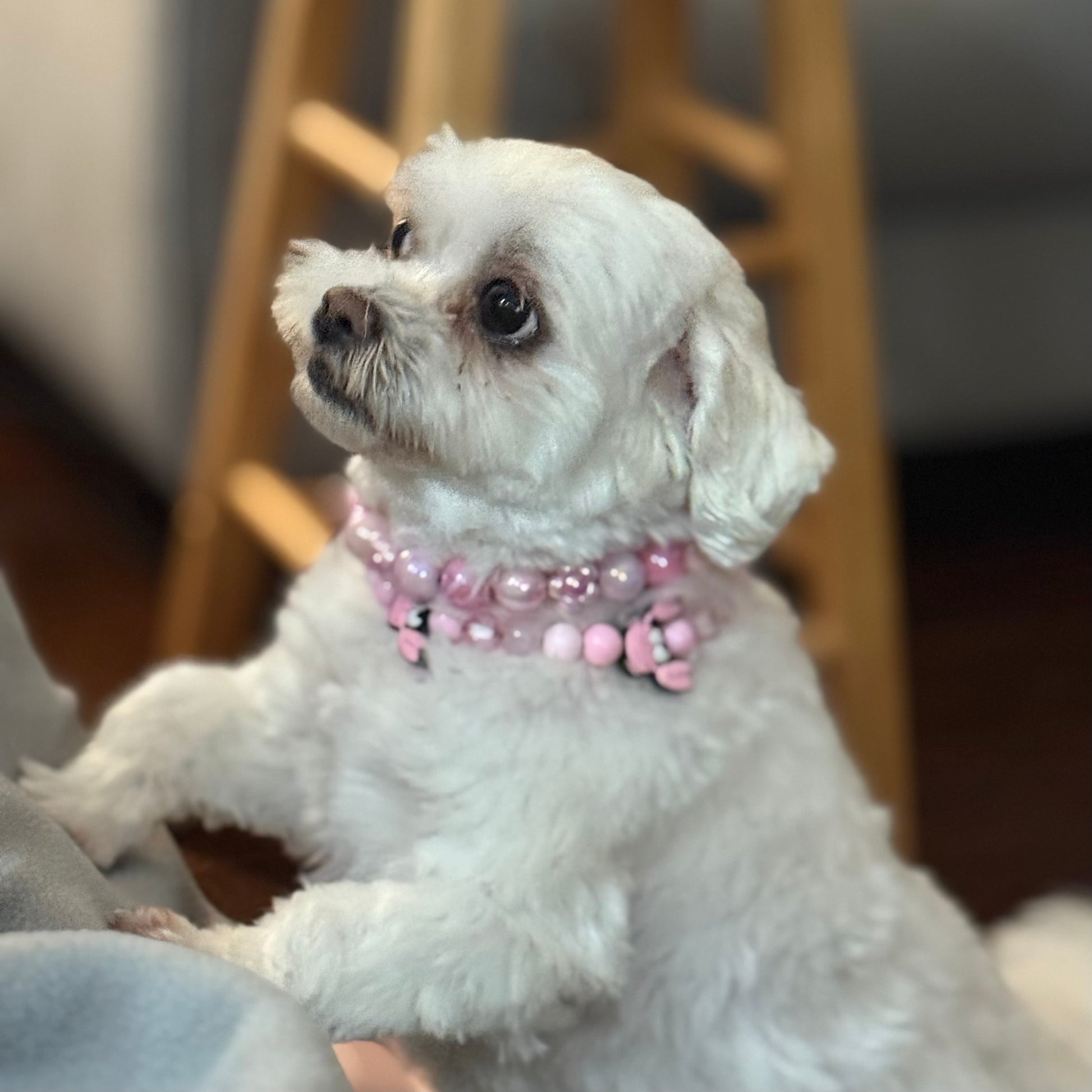 Small white dog wearing a pink beaded collar indoors