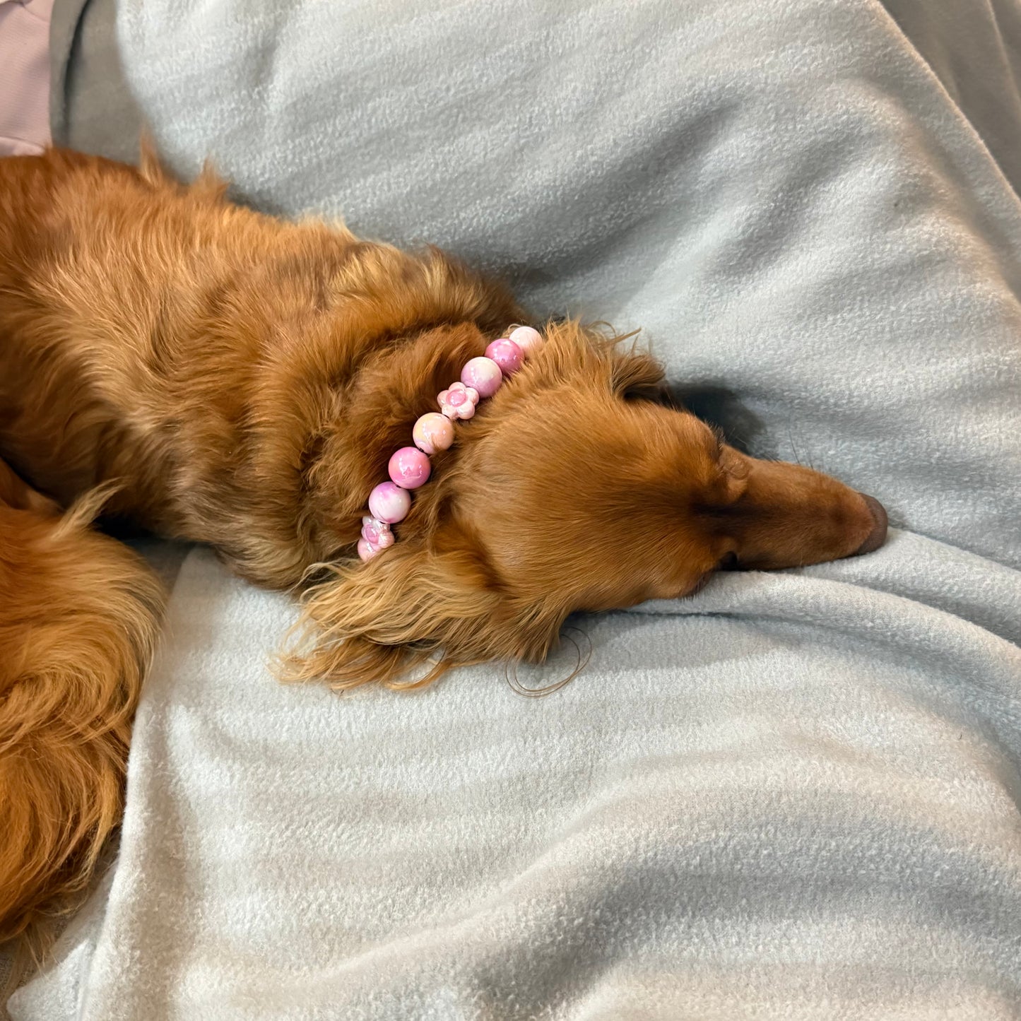 Dog with a pink beaded collar lying on a soft surface
