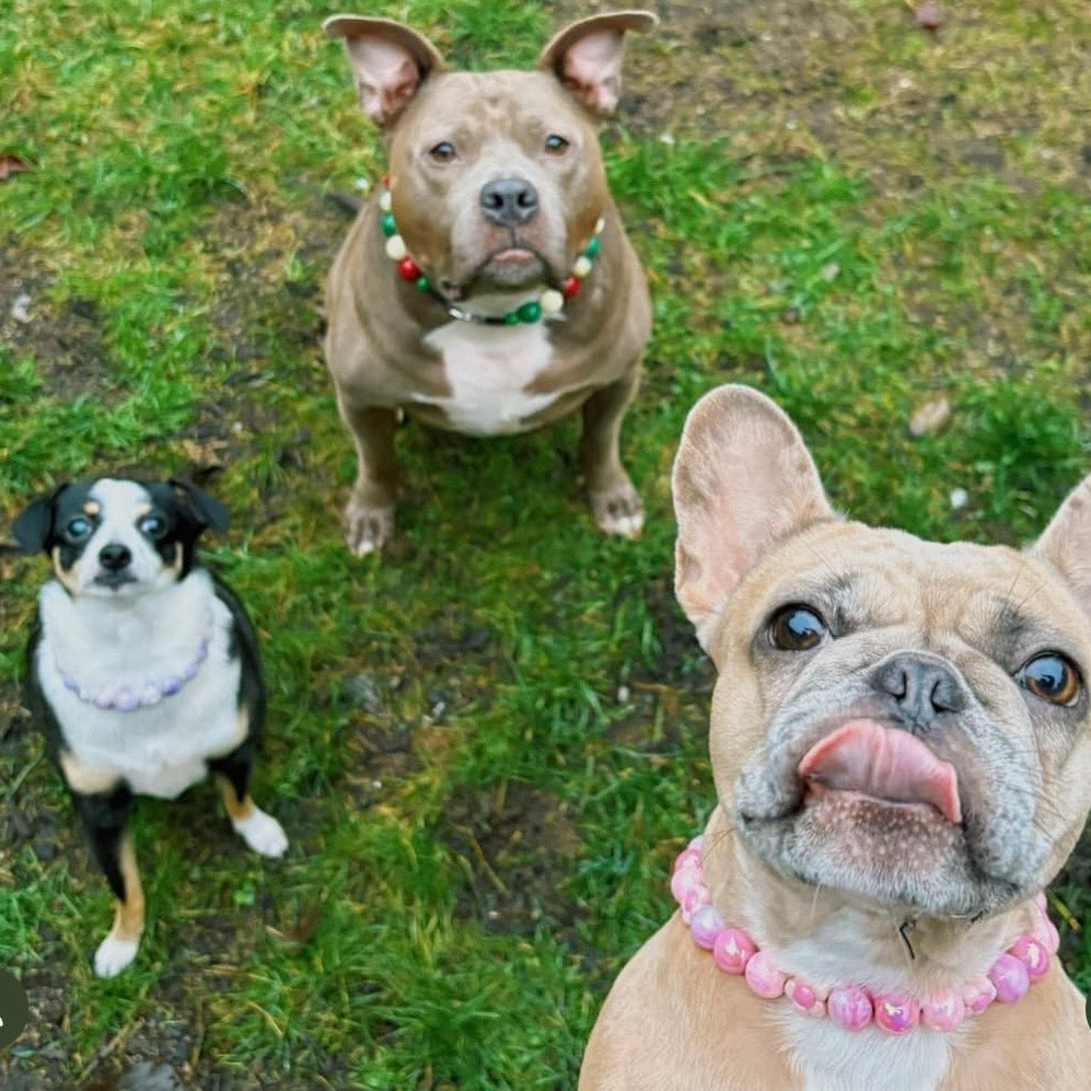 Three dogs on a grassy ground, two wearing collars with beads.